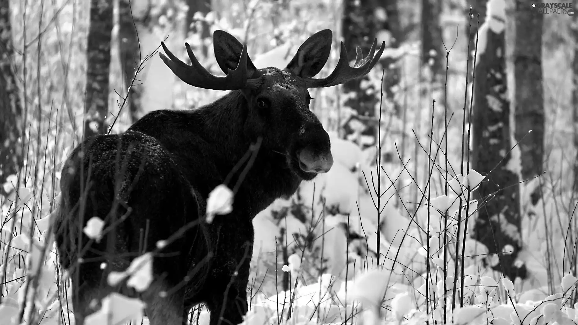 winter, moose, antlers, forest