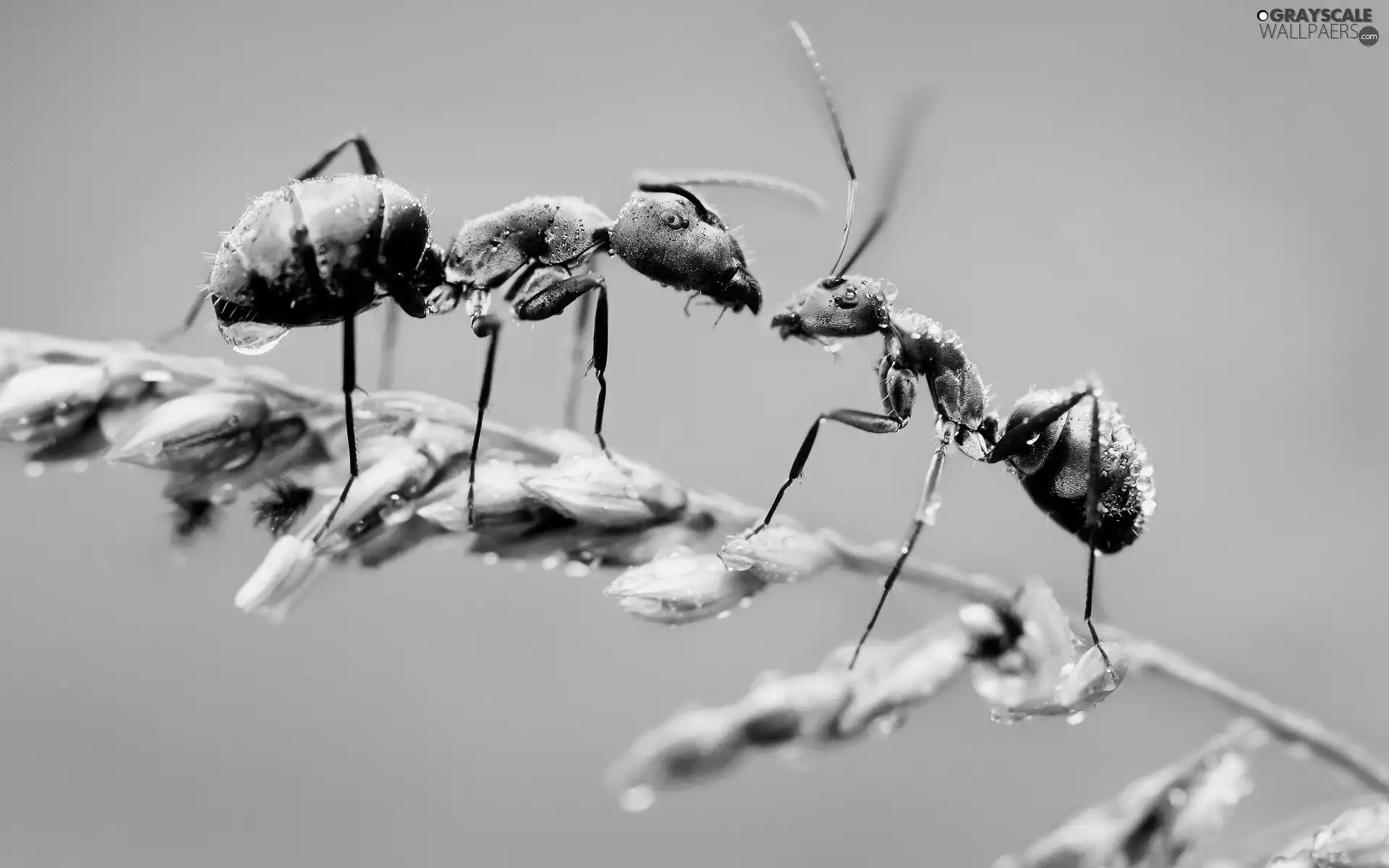 ants