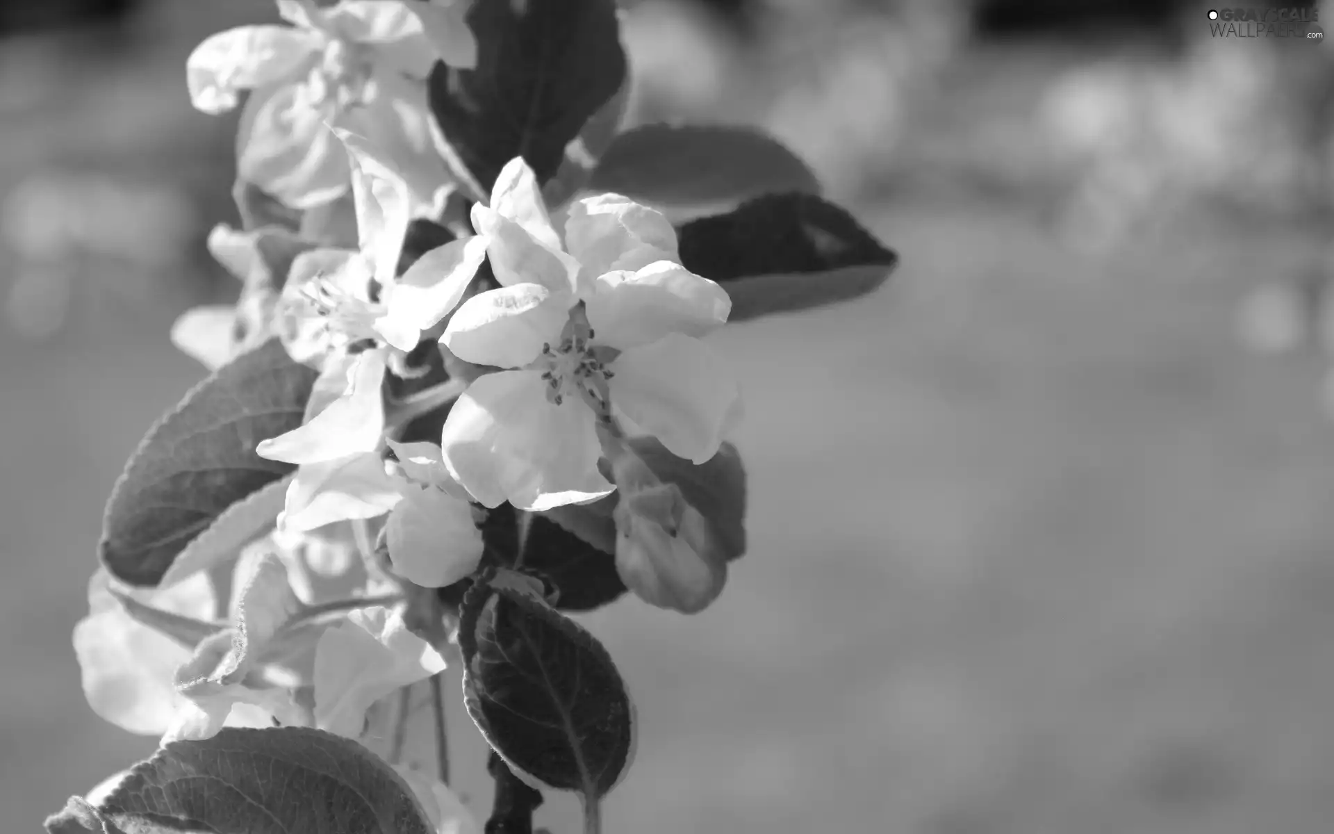 twig, Colourfull Flowers, apple