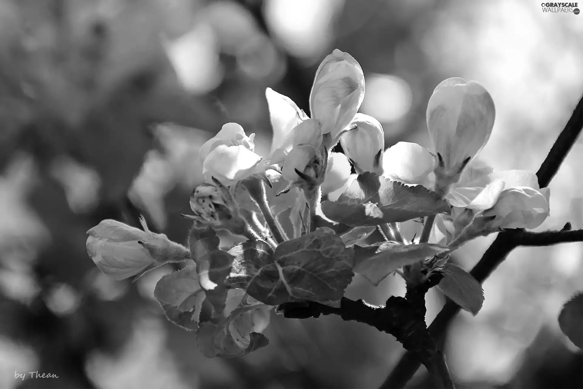 donuts, Blossoming, apple-tree