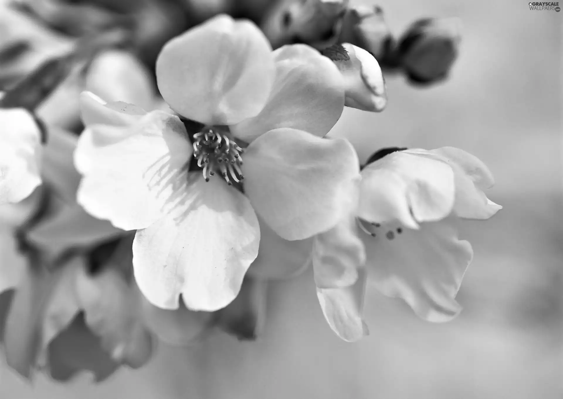 apple, flourishing, Flowers