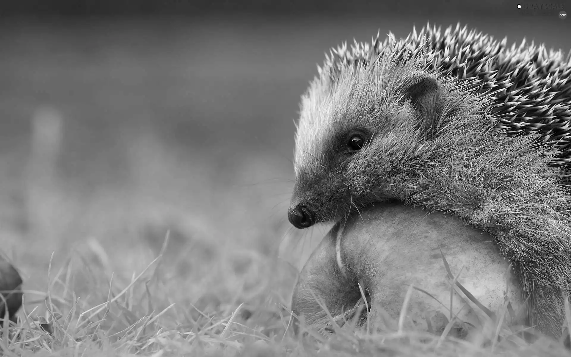 hedgehog, Apple