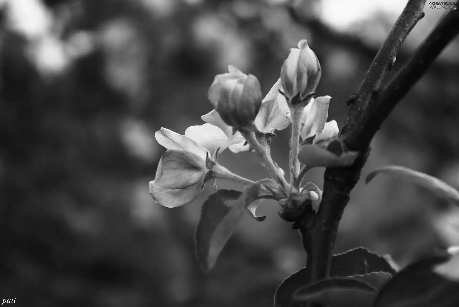apple-tree, Spring, Buds, Wild, Pink