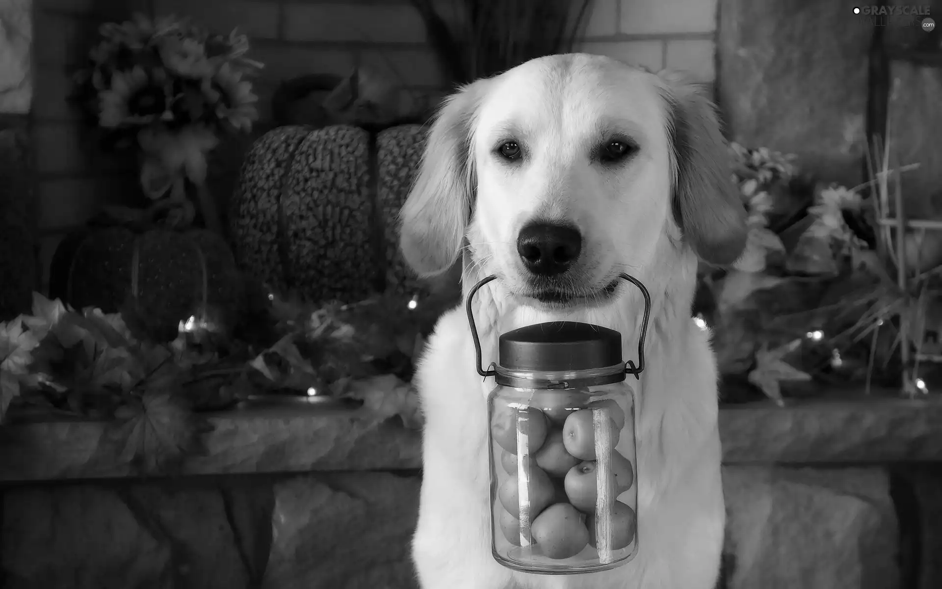 jar, golden, Autumn, retriever, Puppy, apples, Leaf