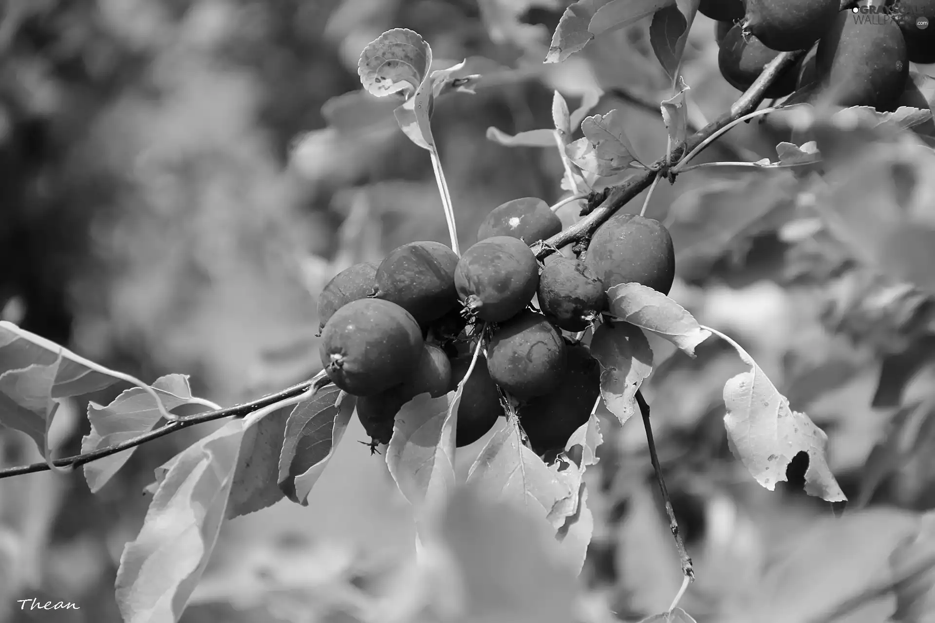 Paradise, apples