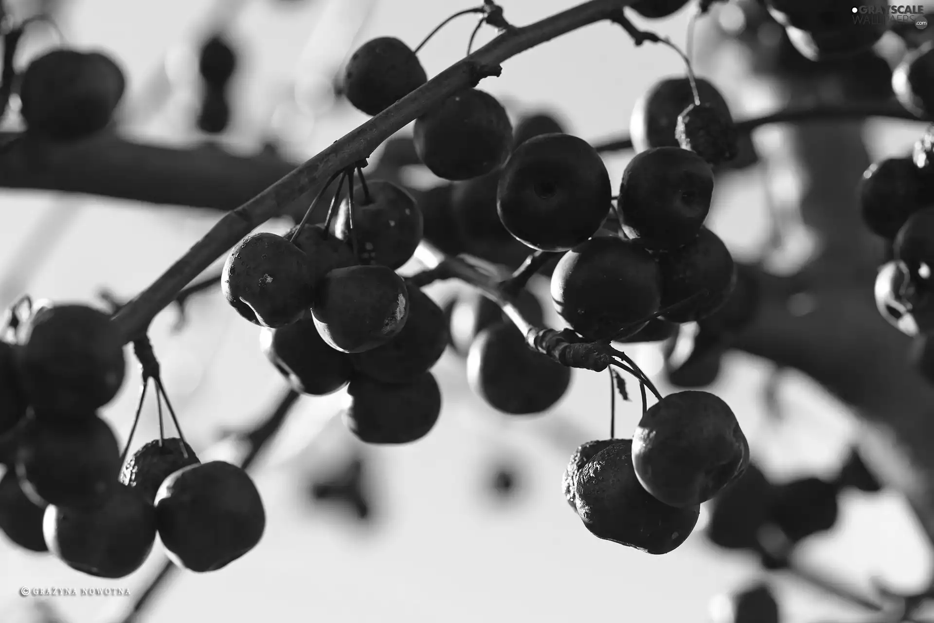 Fruit Tree, Paradise, apples