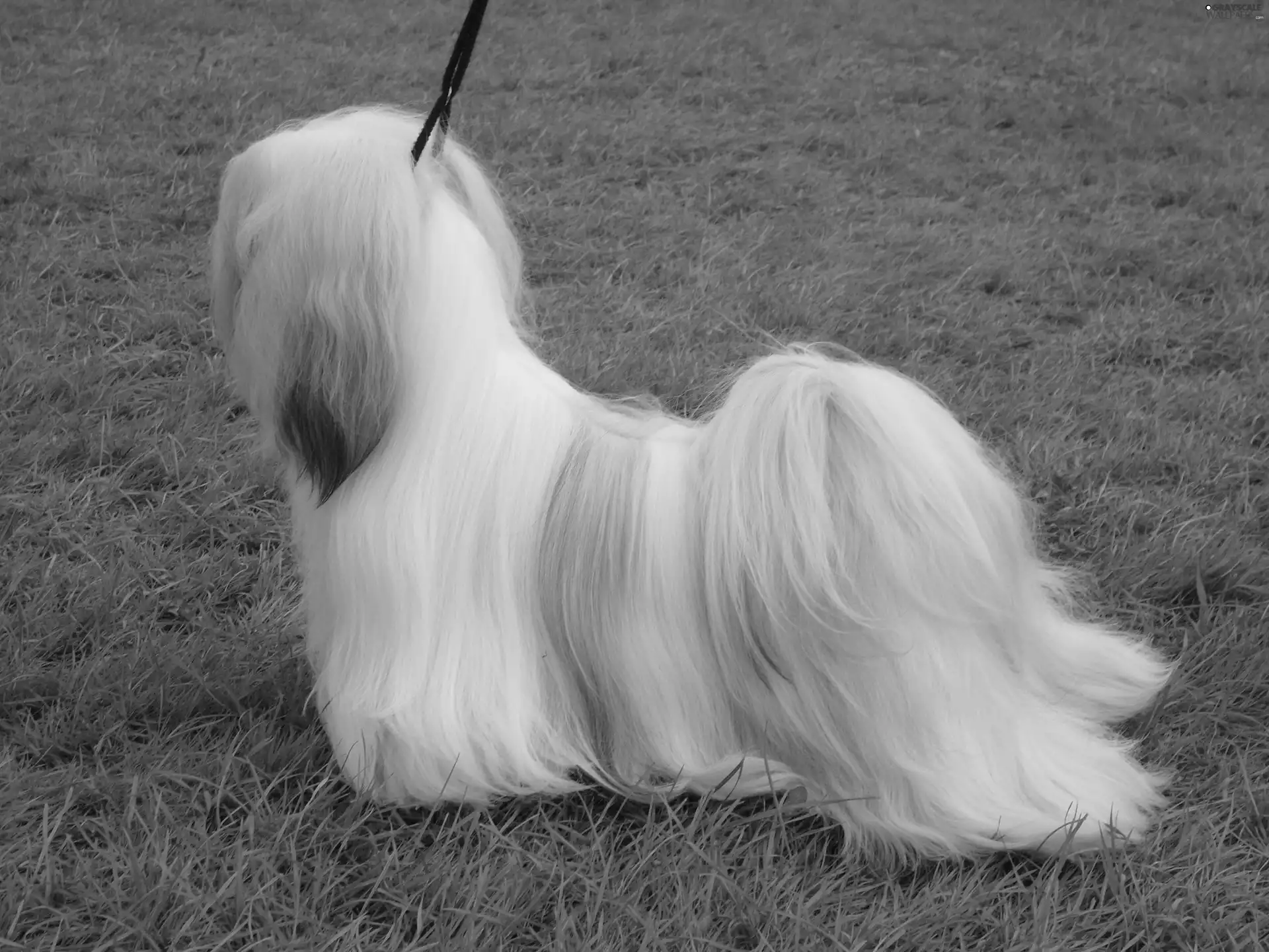 combed, Lhasa Apso