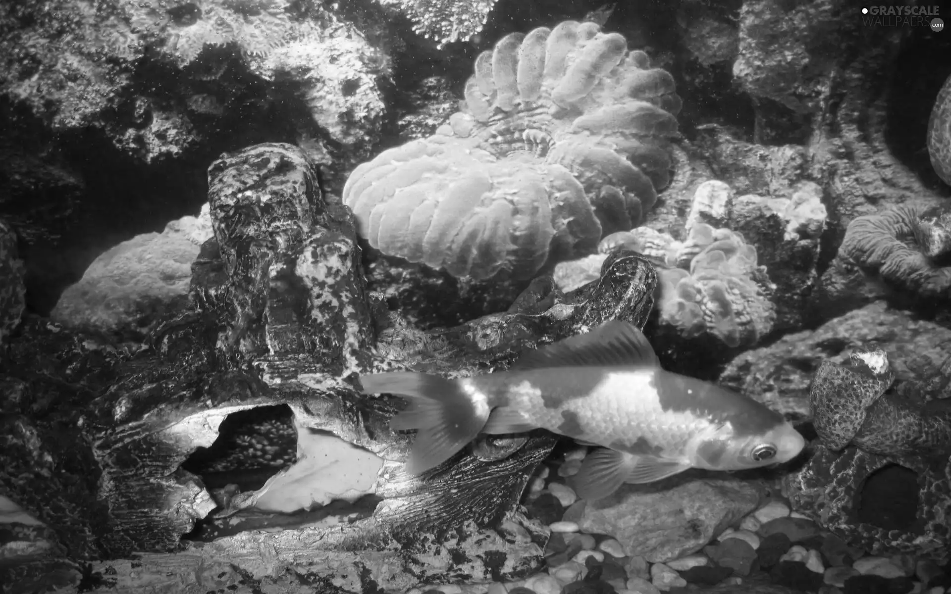 Fish, aquarium