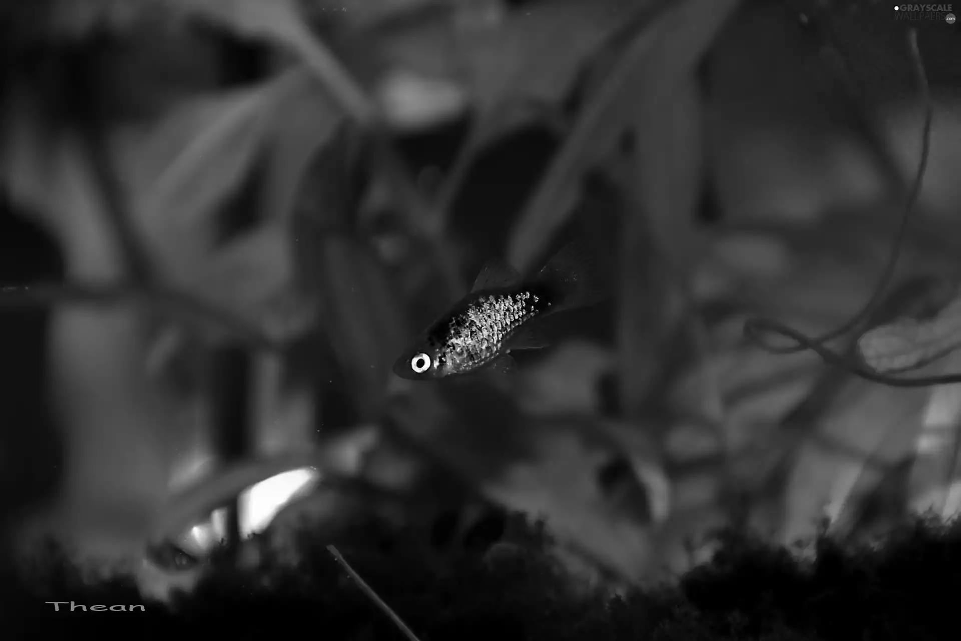 Fish, aquarium