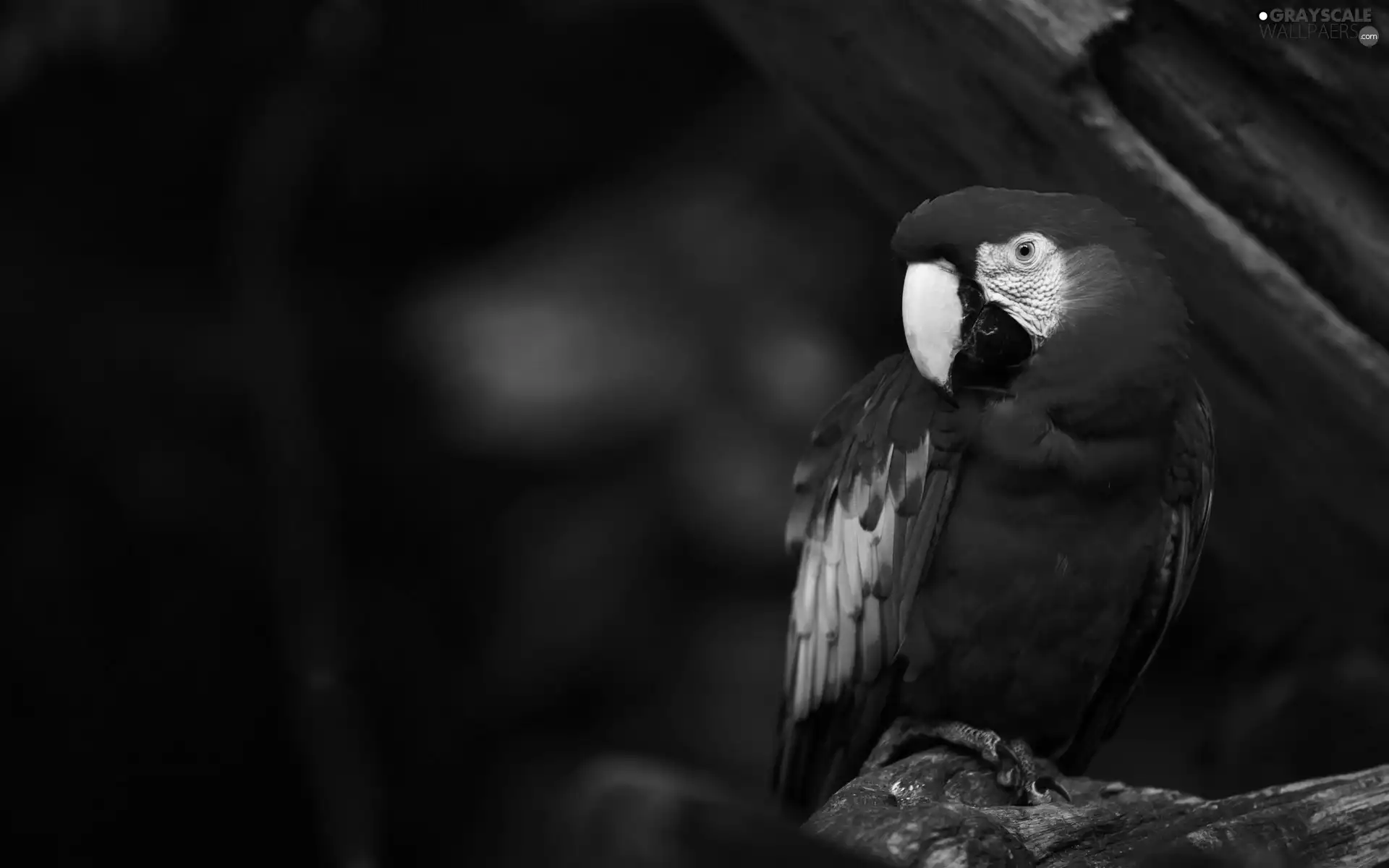 parrot, ara