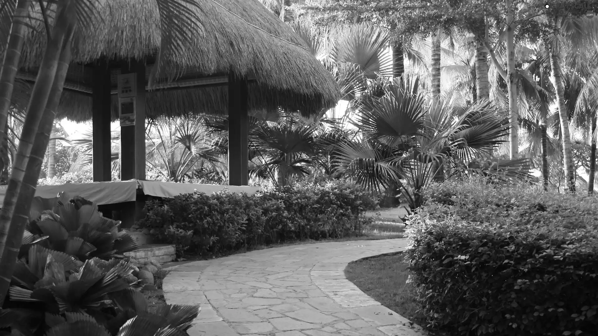 Palms, arbour, trees, viewes, Pavement