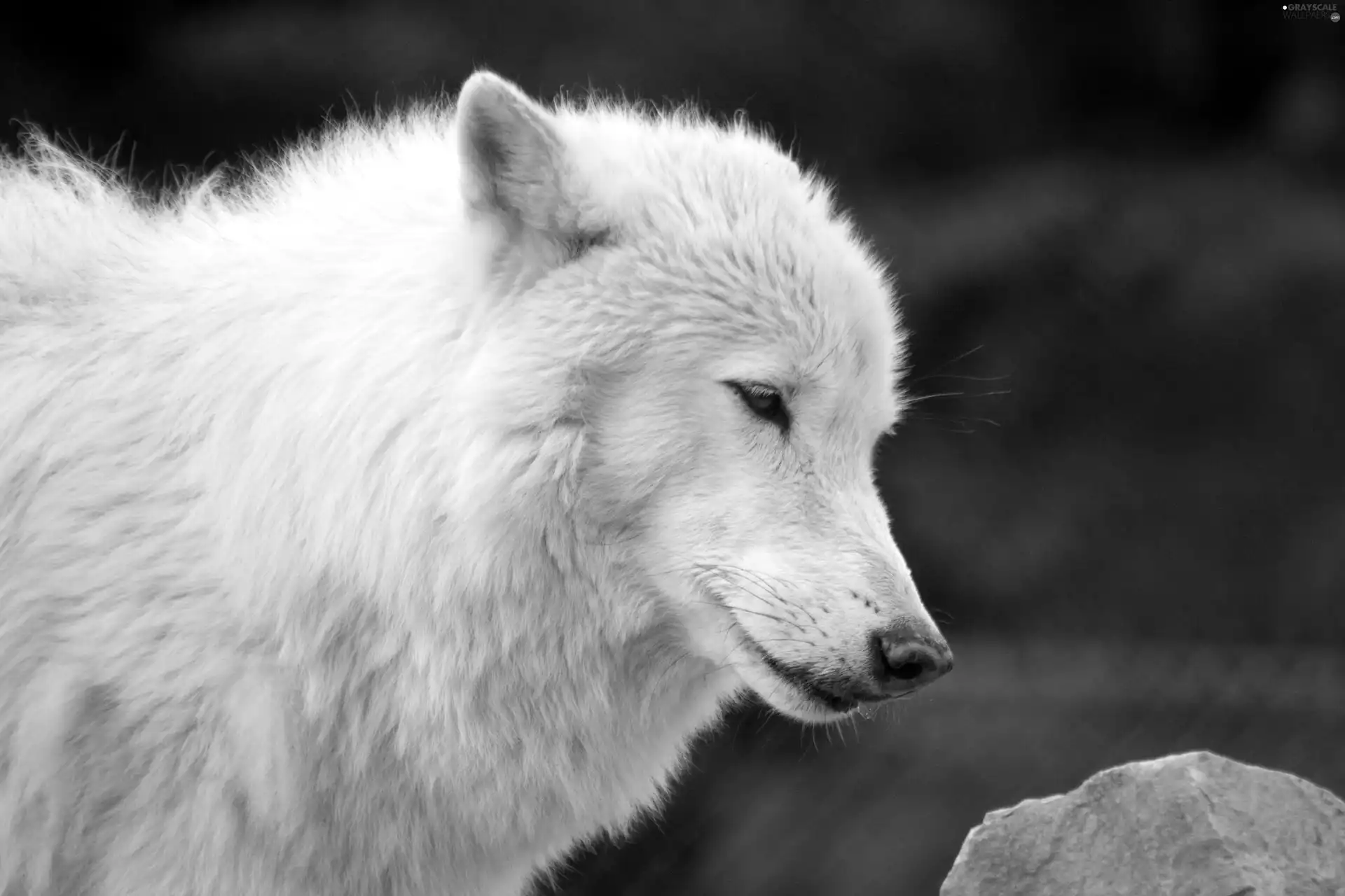 arctic, White, Wolf