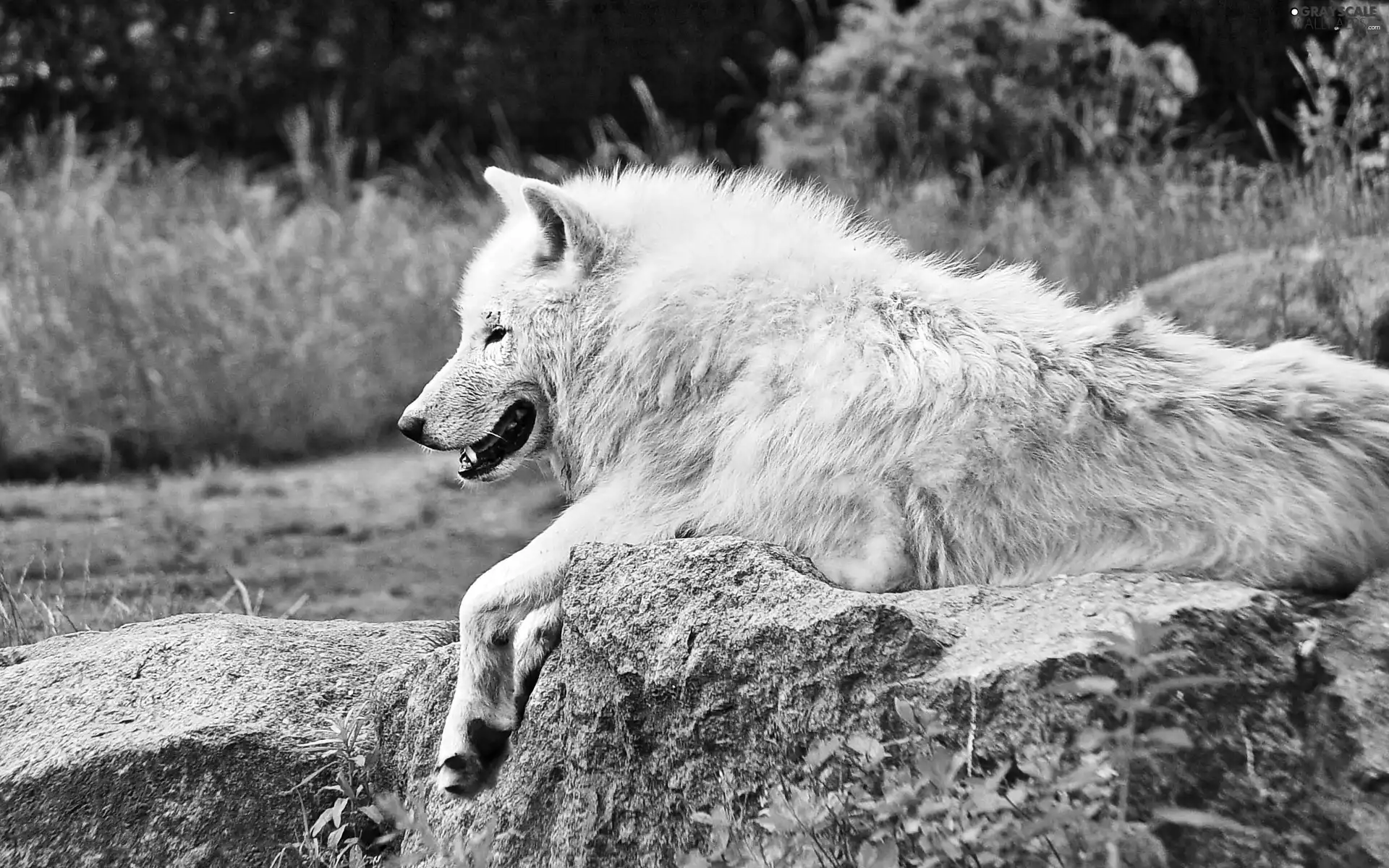 Wolf, arctic