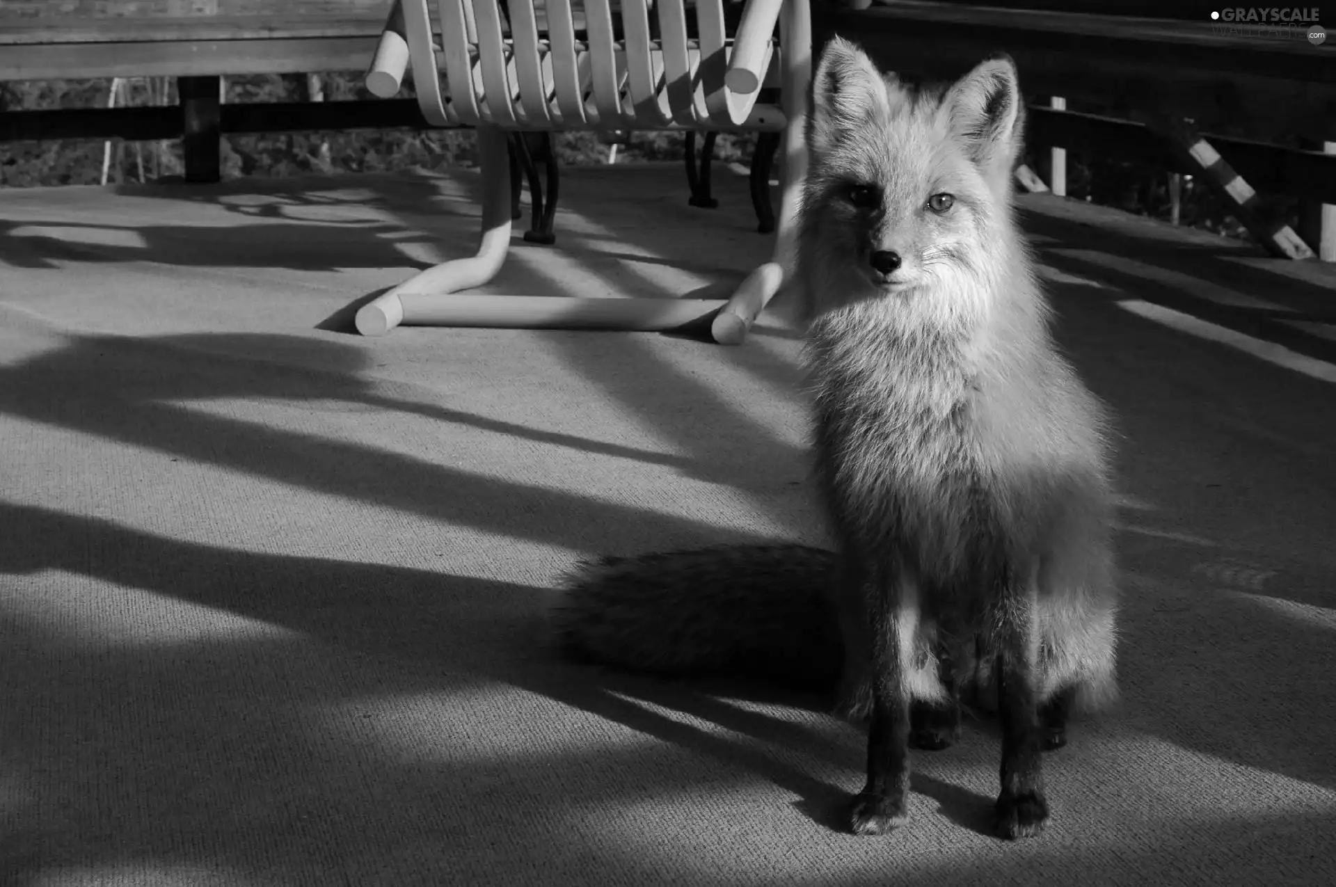 Armchair, Fox, flat