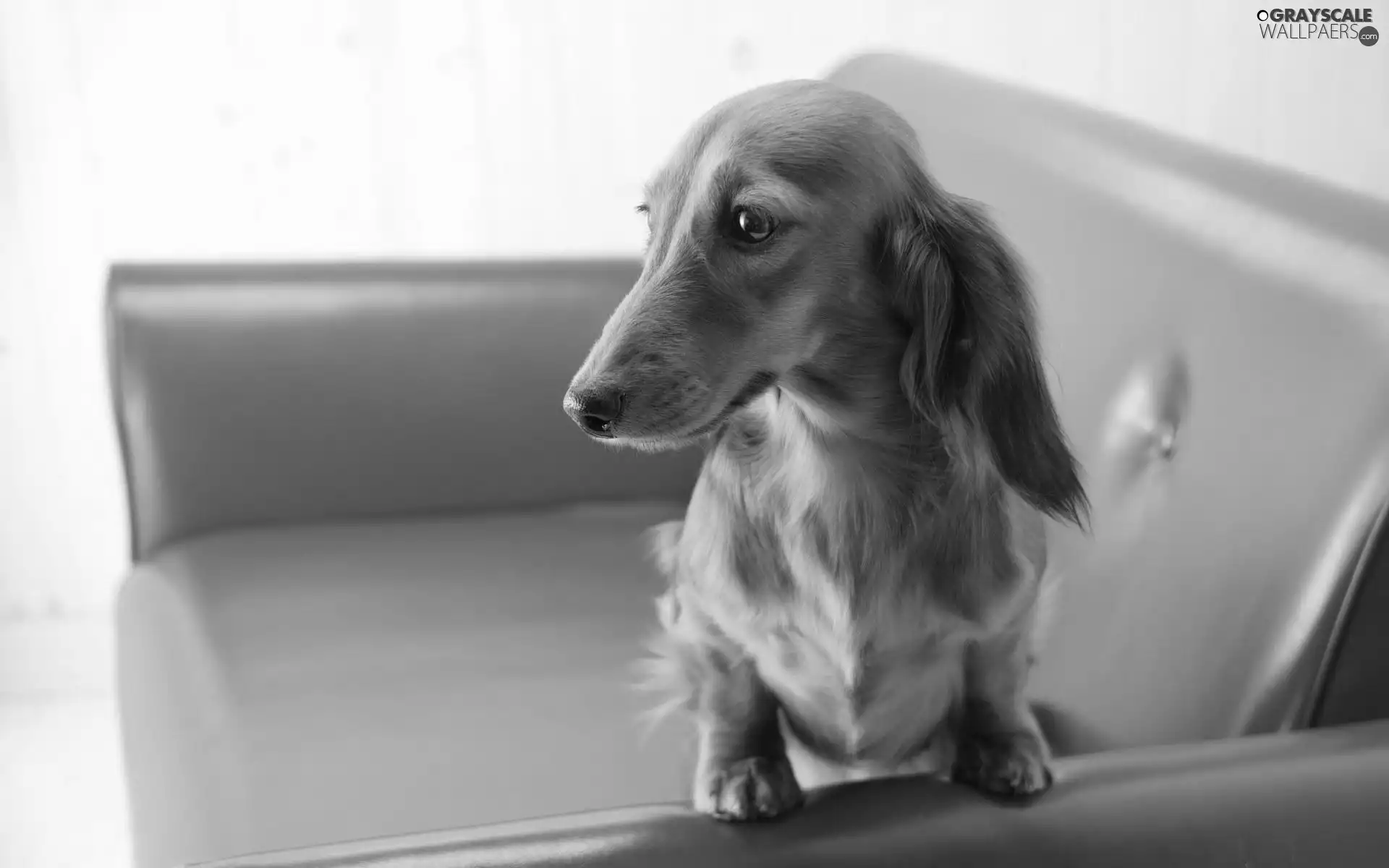 long-haired Dachshund, Armchair