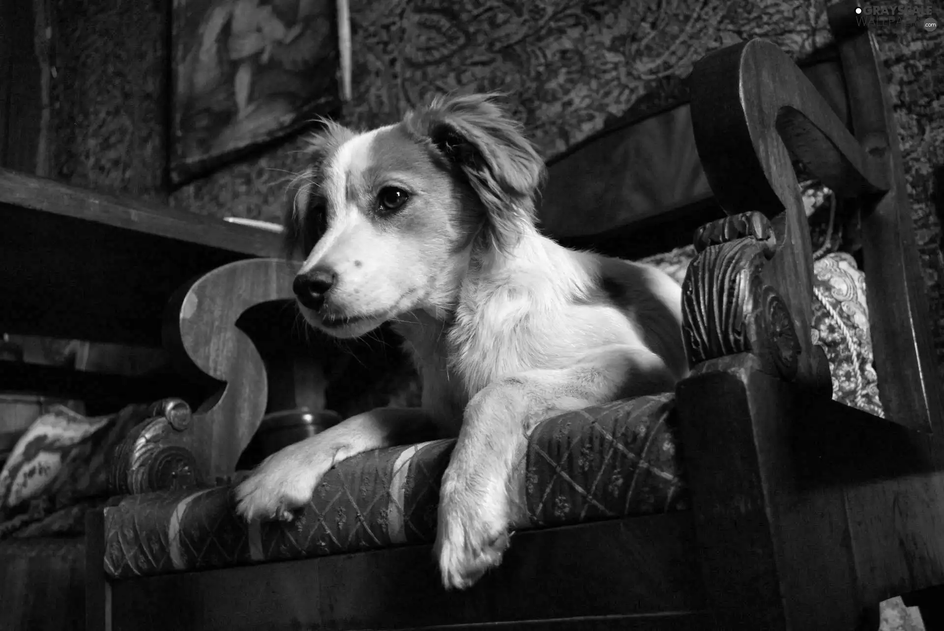 Armchair, dog, mongrel
