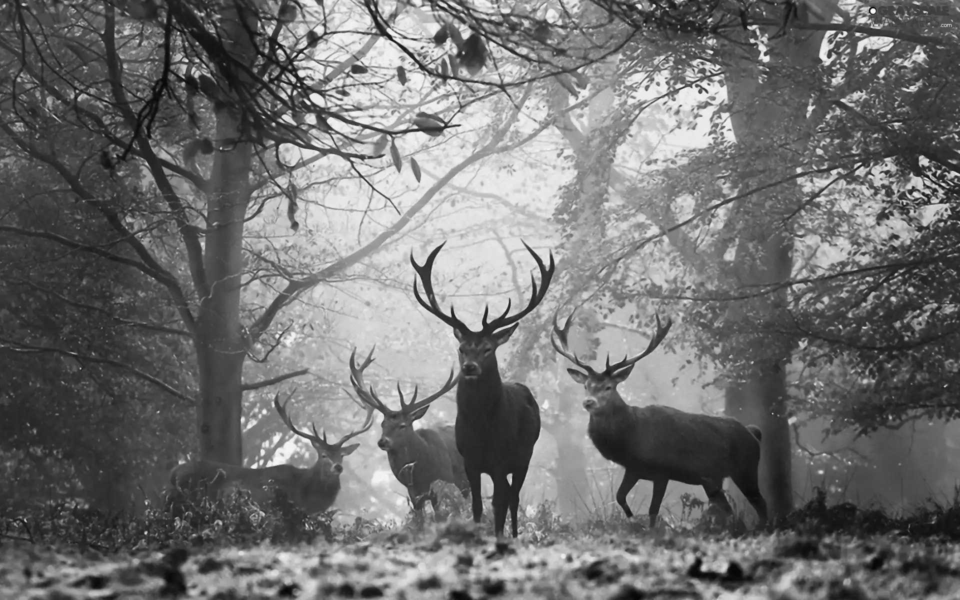 Deer, forest, Art Image, autumn
