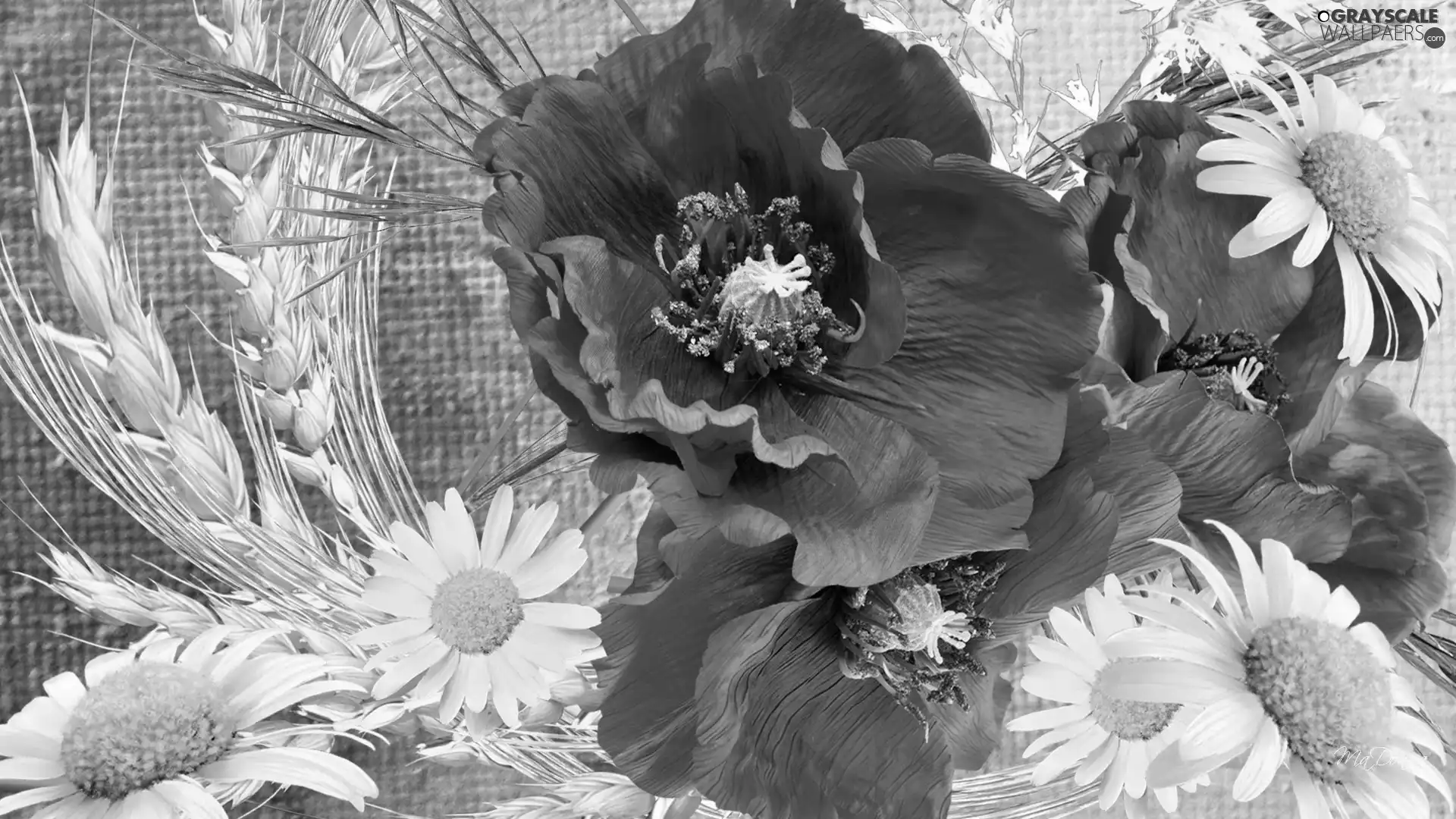 Red, daisies, Art, papavers