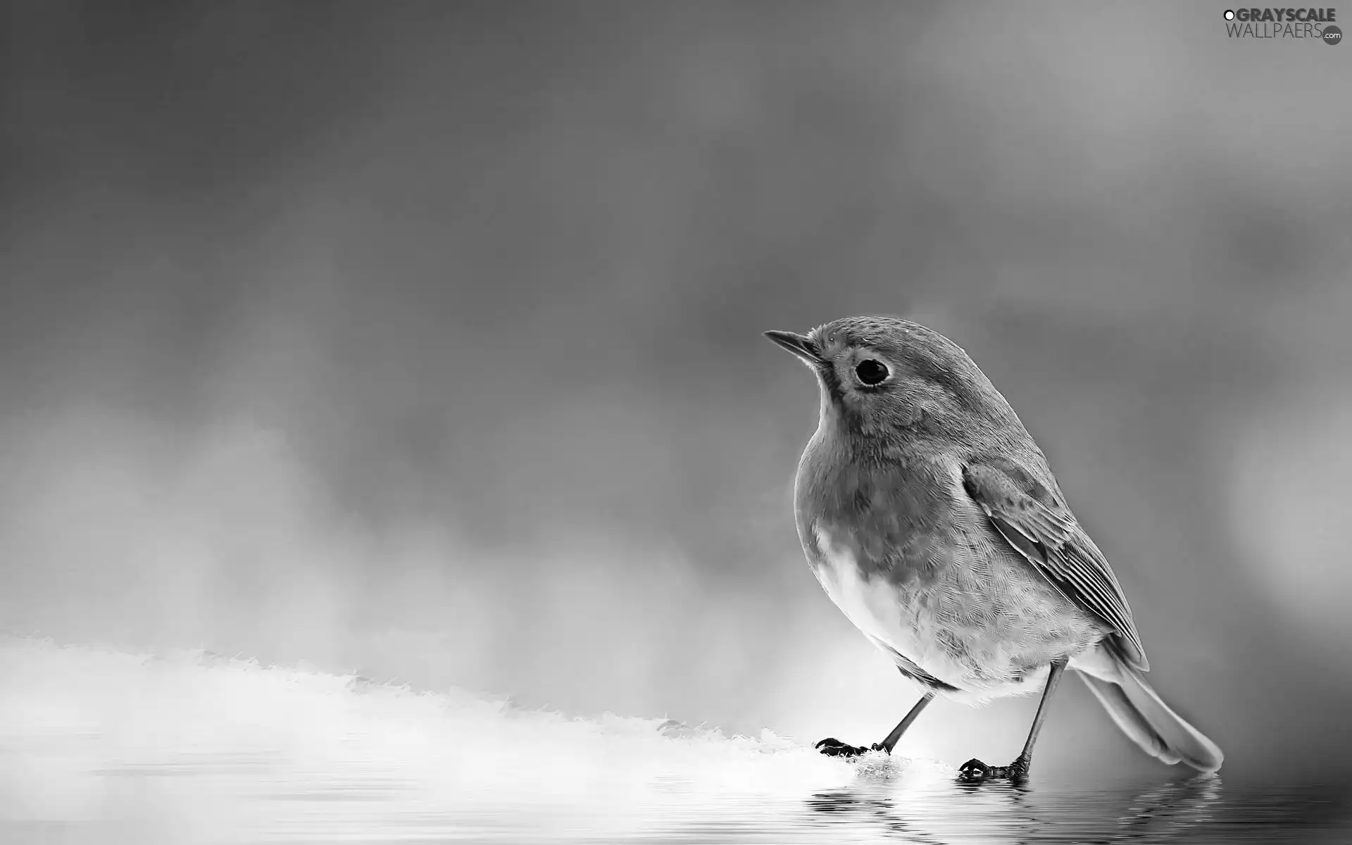 Art, robin, water
