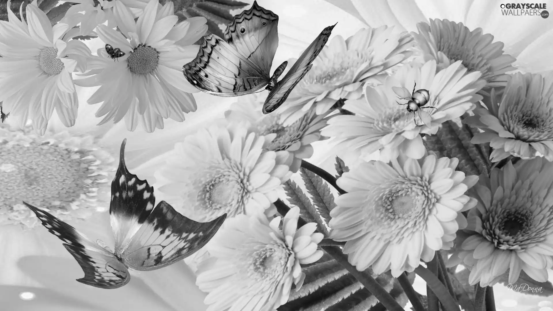 Yellow, butterflies, Art, gerberas