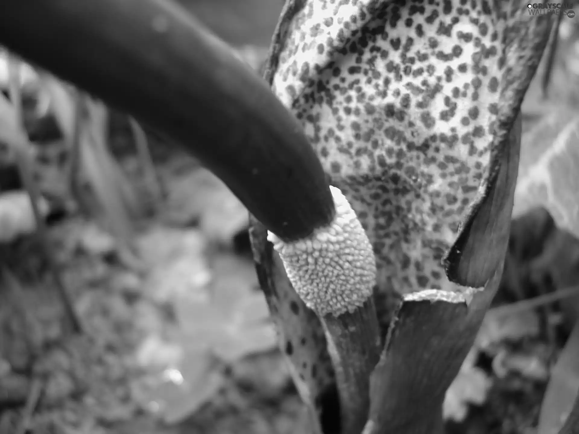 Arum Cornutum