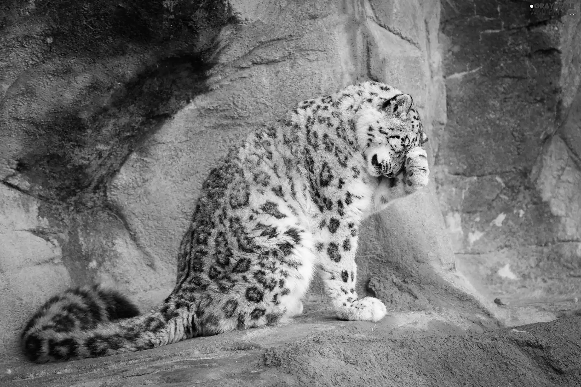 snow leopard, snowy, ashamed