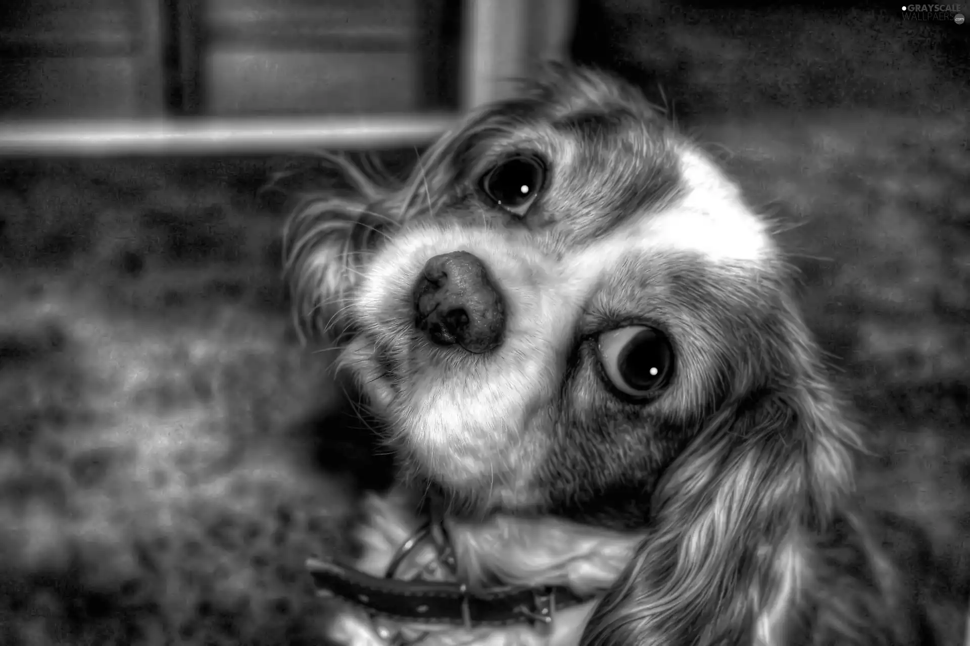 dog, asks