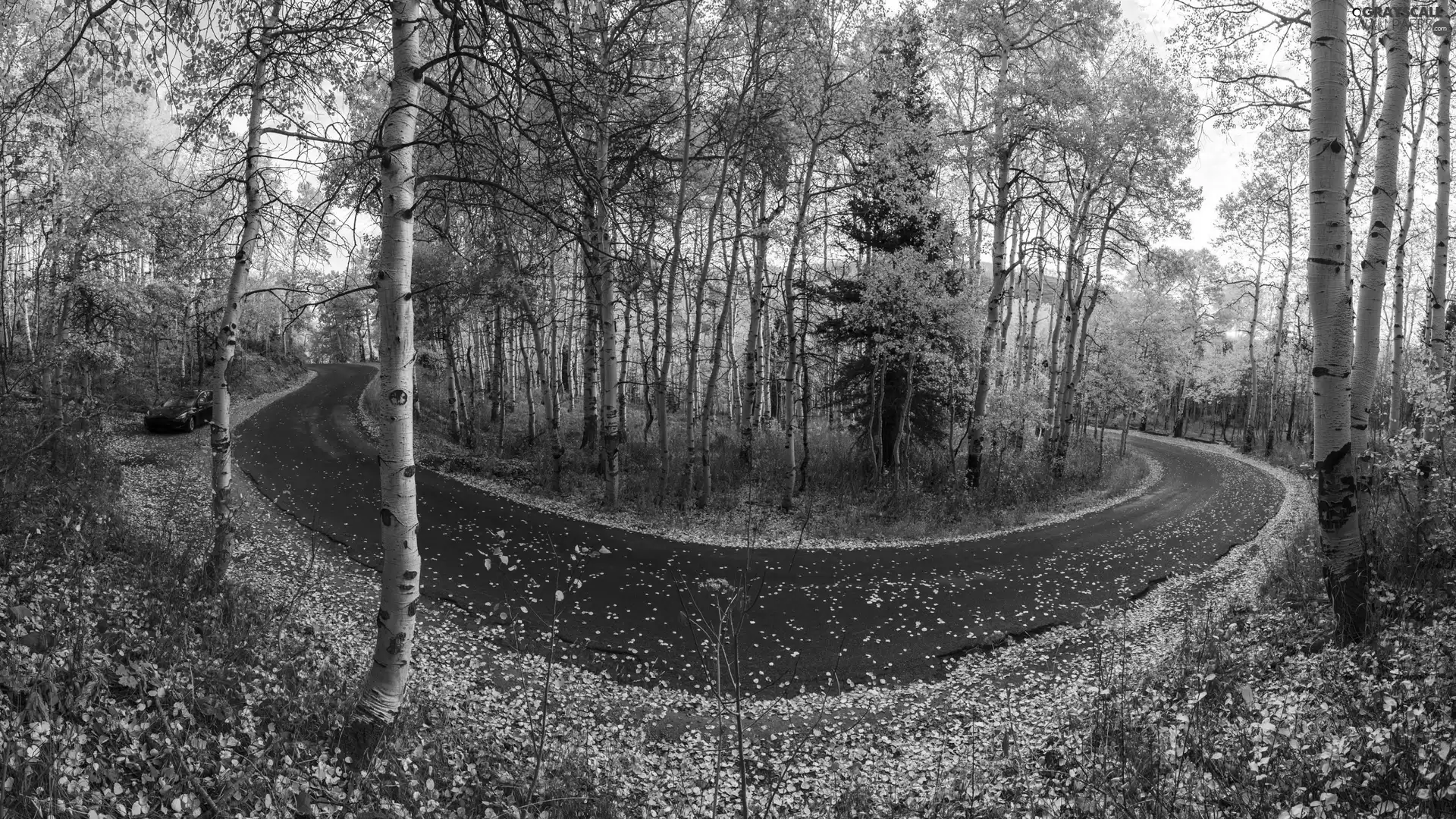 trees, autumn, Quaking Aspen, Leaf, viewes, Way