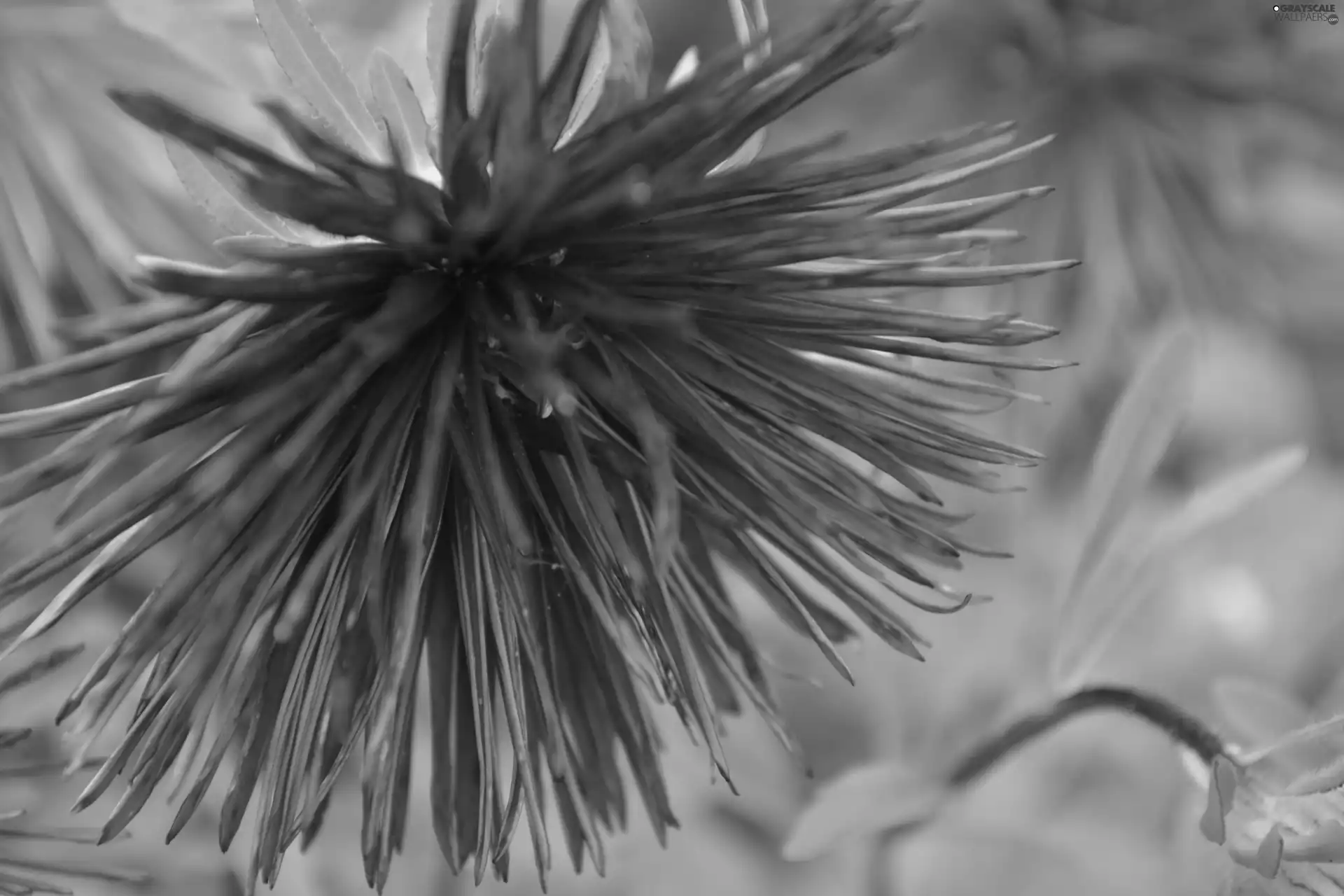 blue, Aster