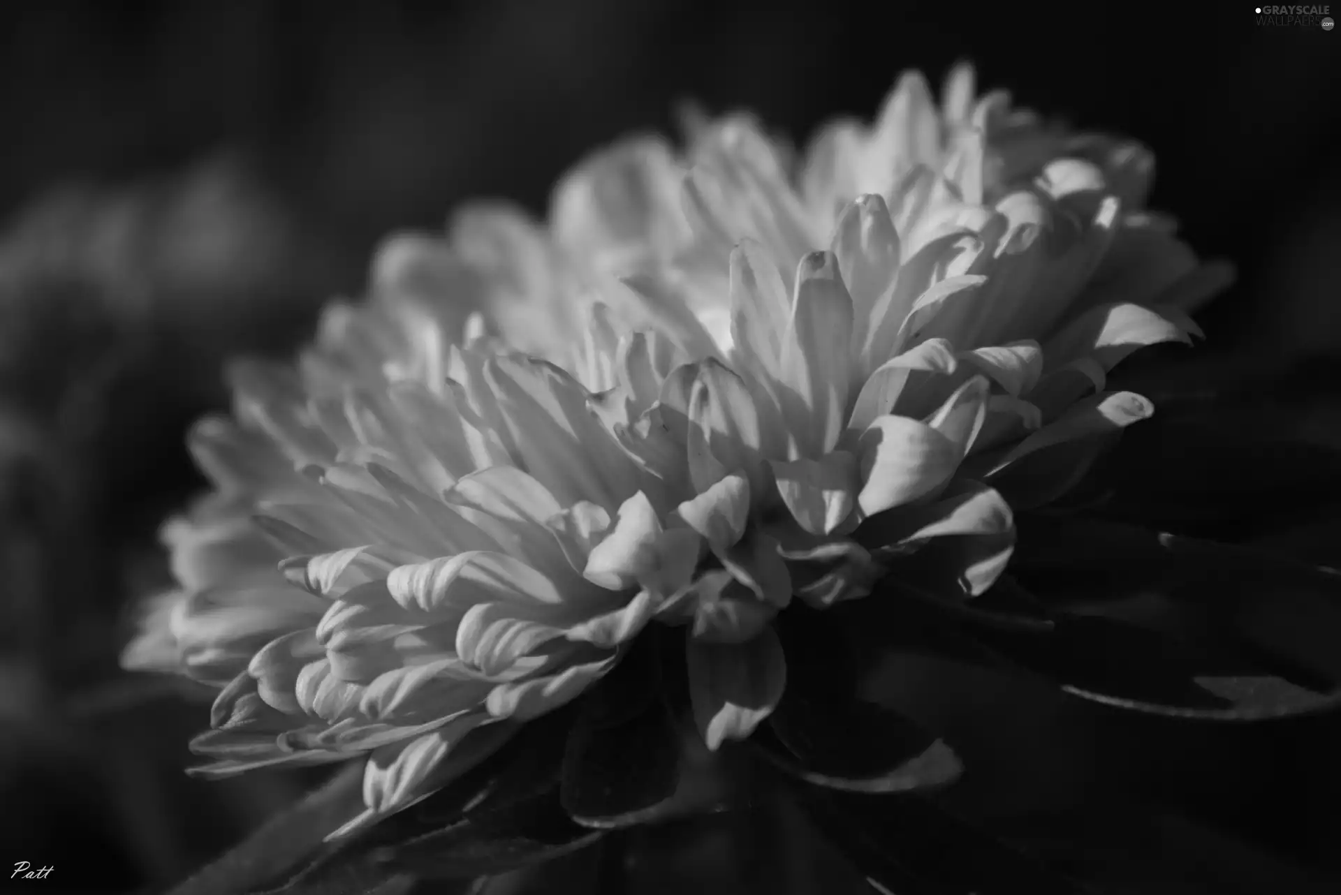 Colourfull Flowers, Pink, Aster