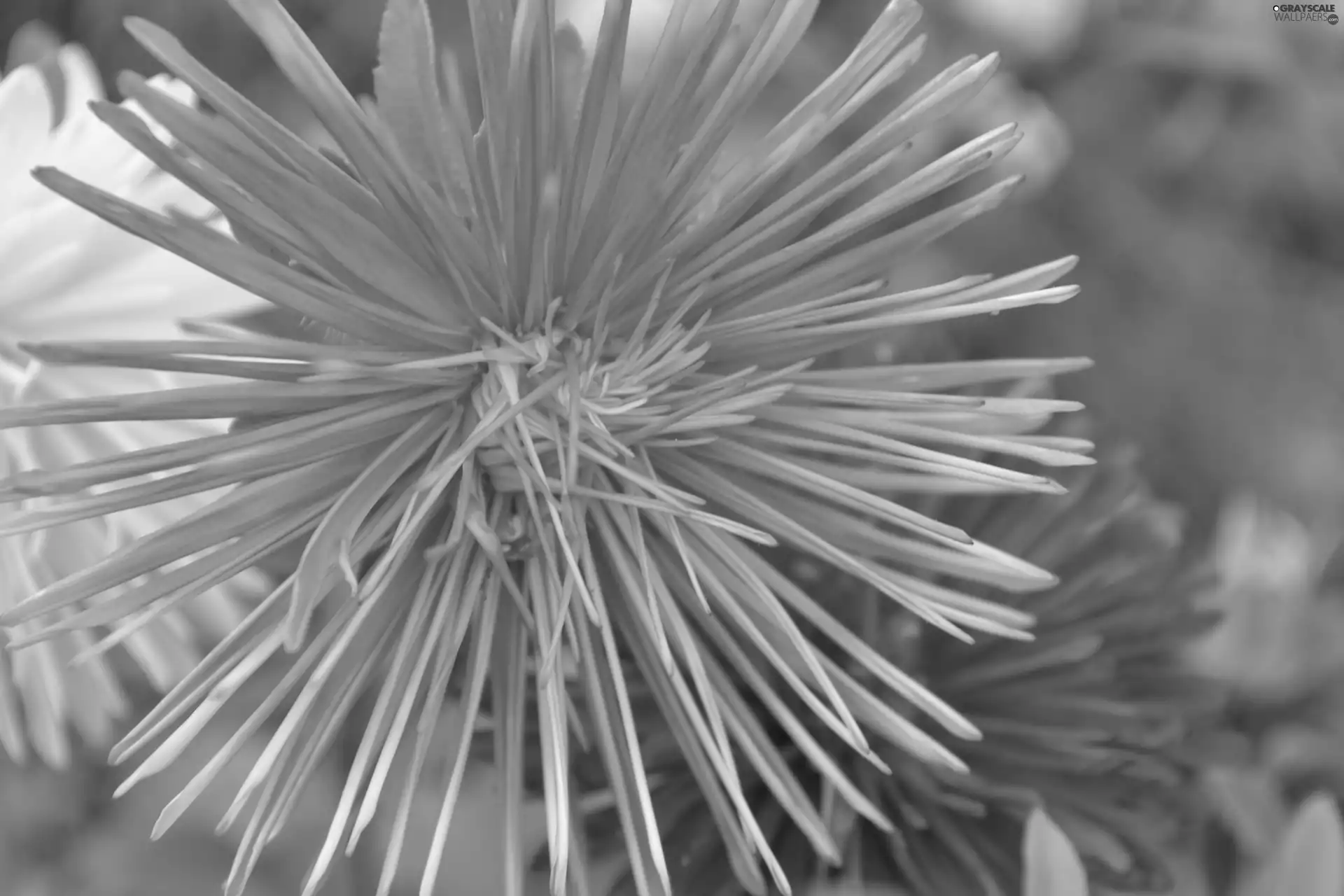 Pink, Aster