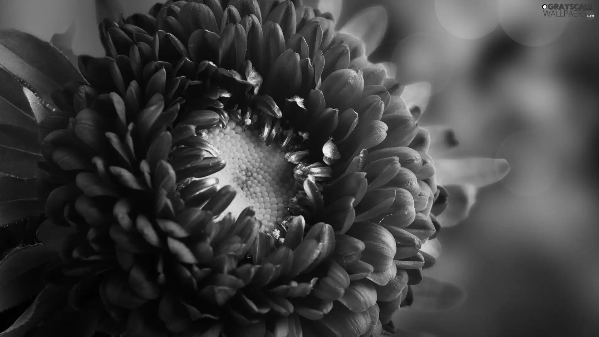Violet, Aster