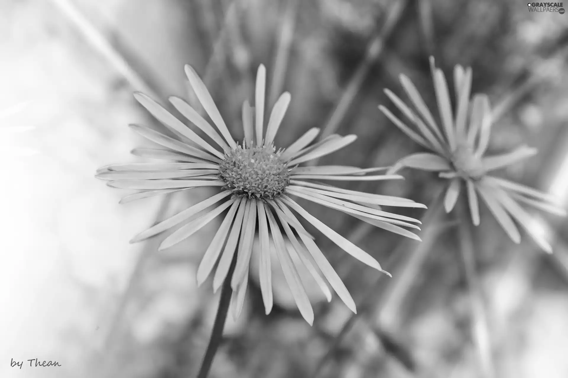 Aster