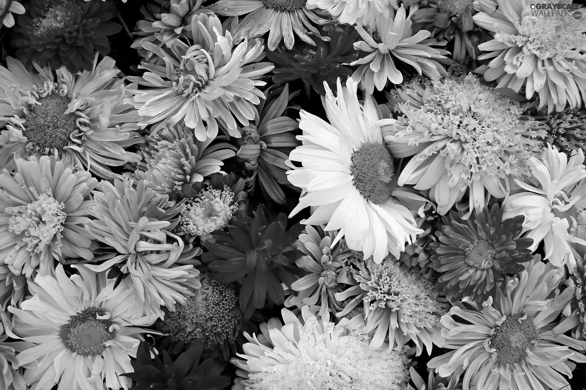color, rapprochement, Flowers, Astra