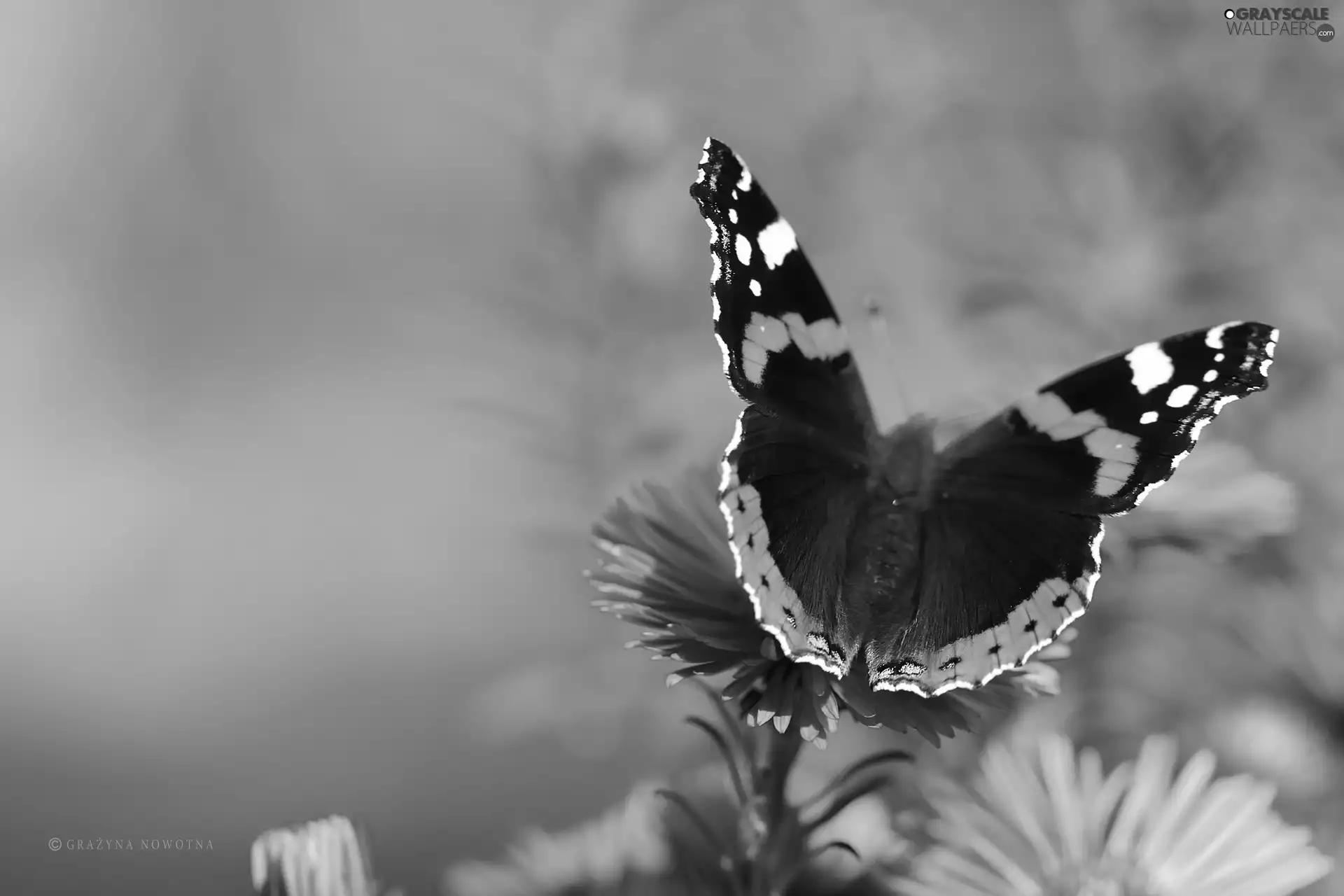Astra, butterfly, Pink