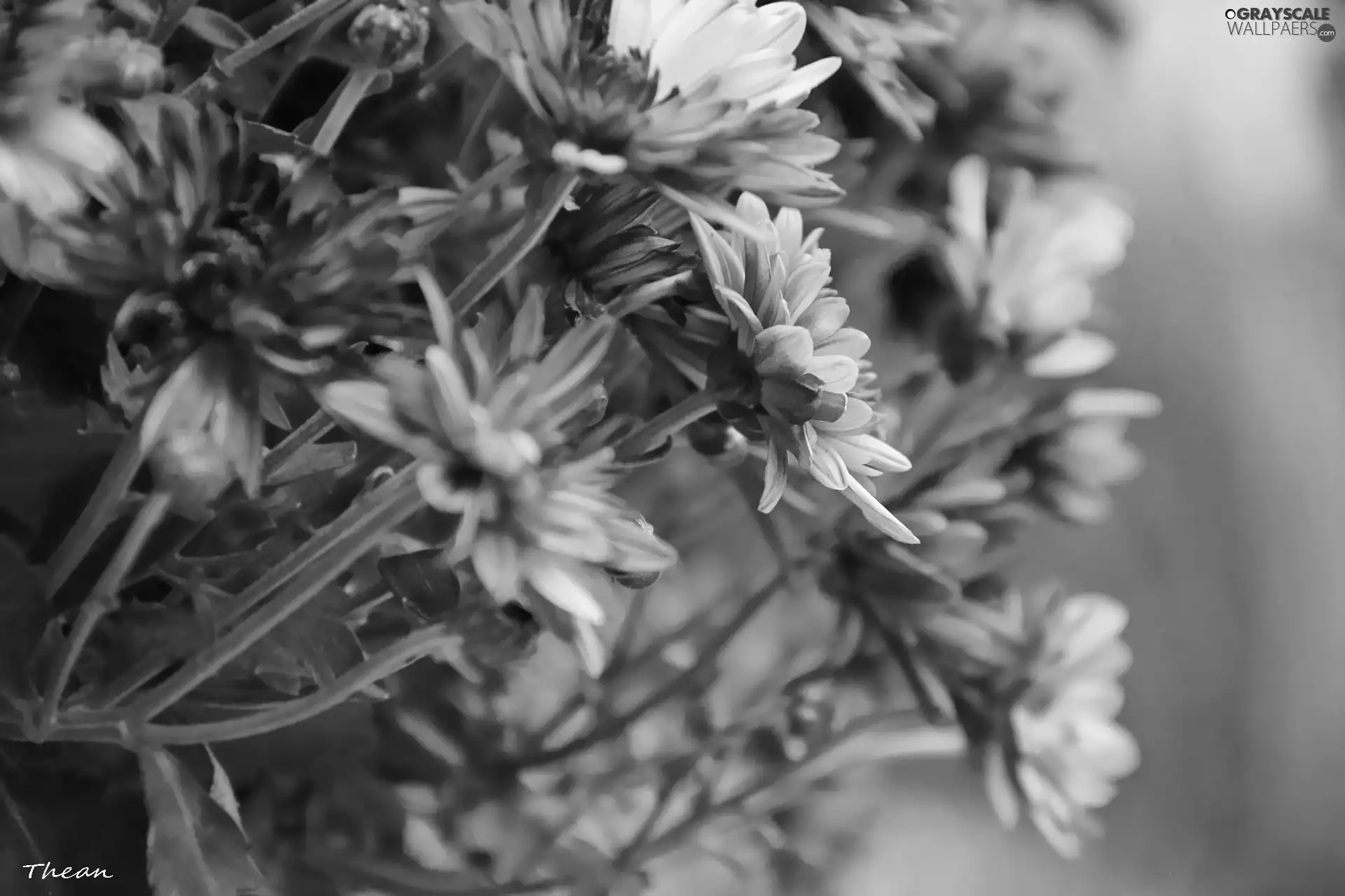 purple, Chrysanthemums