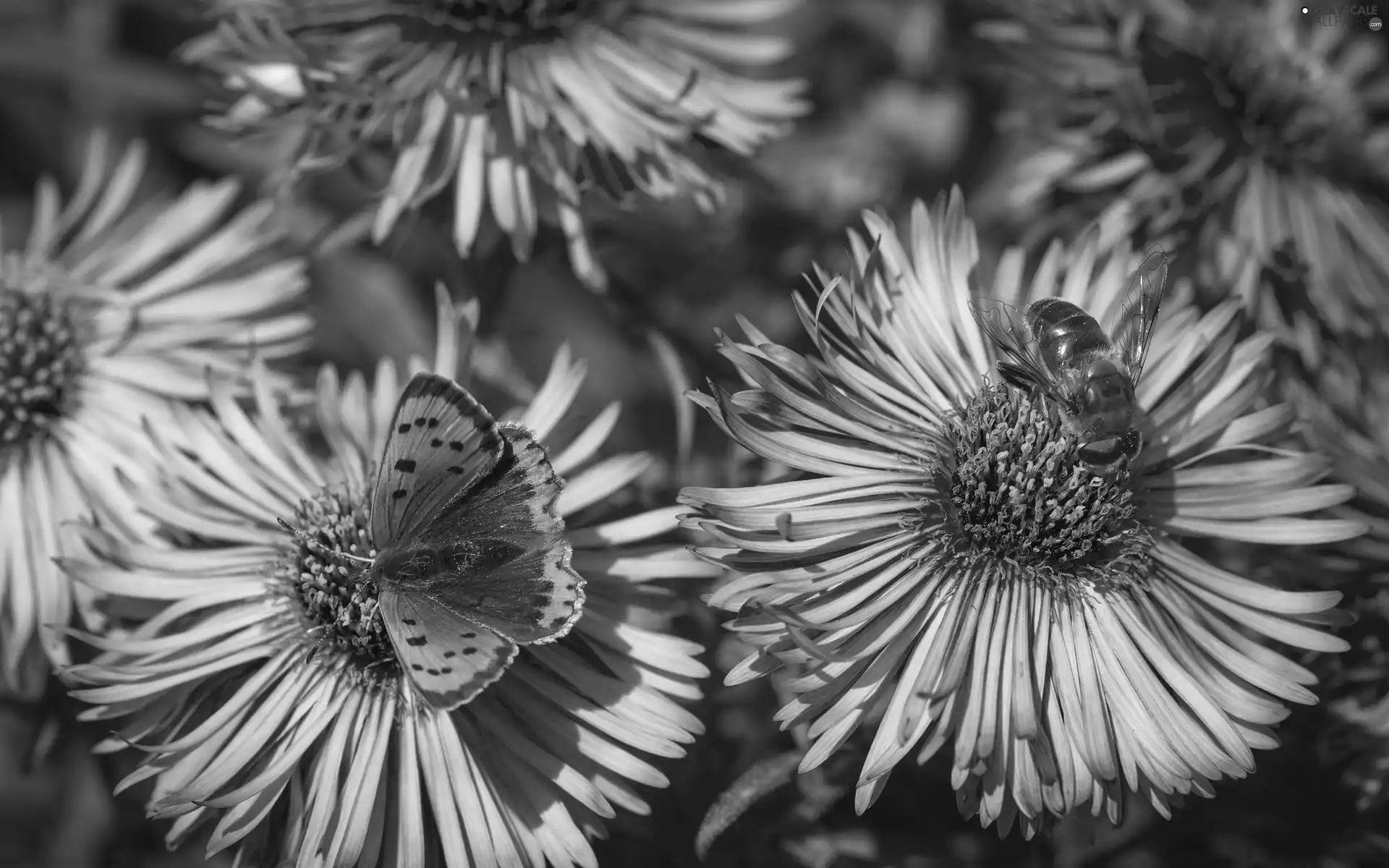 purple, bee, butterfly, Astra