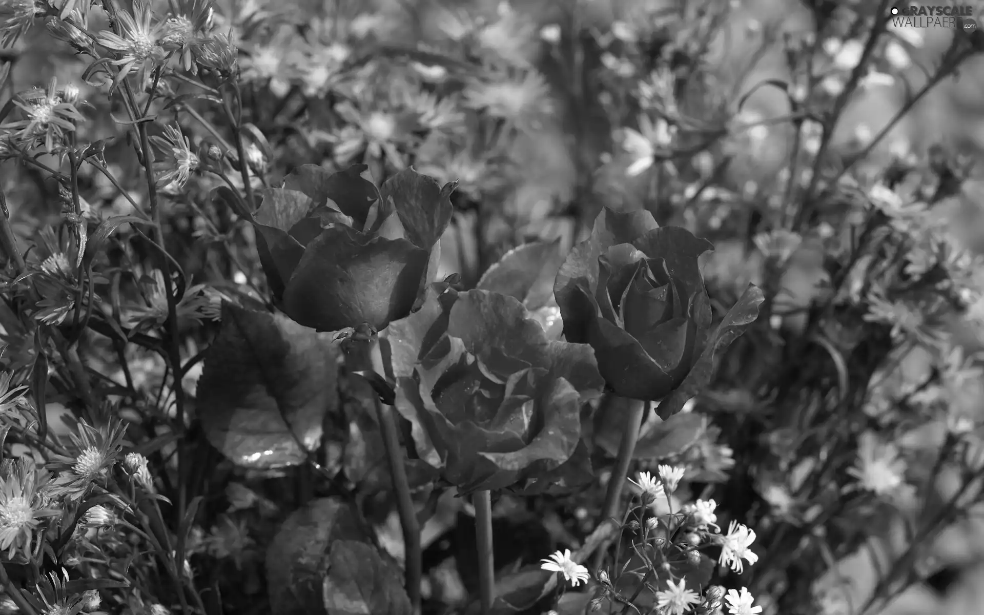 Red, purple, Astra autumn, roses
