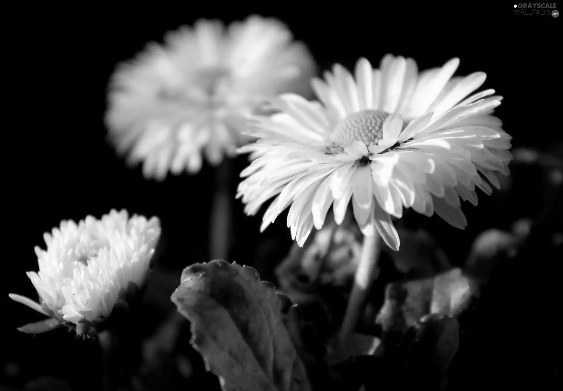 daisies
