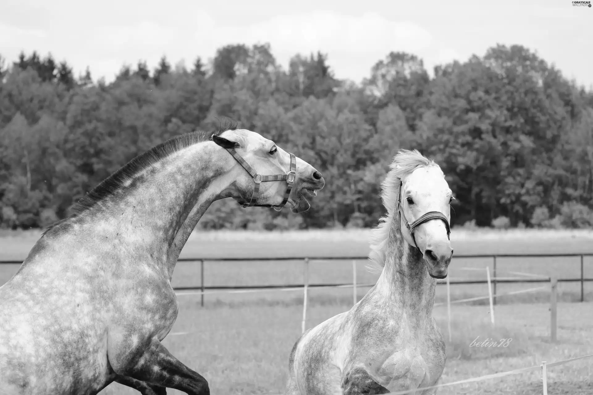 atack, pasture, gray, Fight, bloodstock