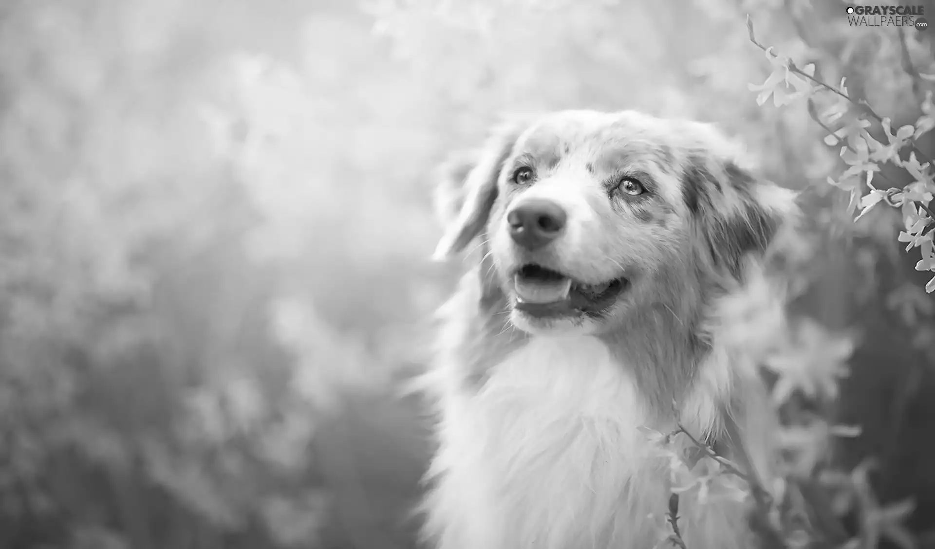 forsythia, Australian Shepherd, Australian Shepherd