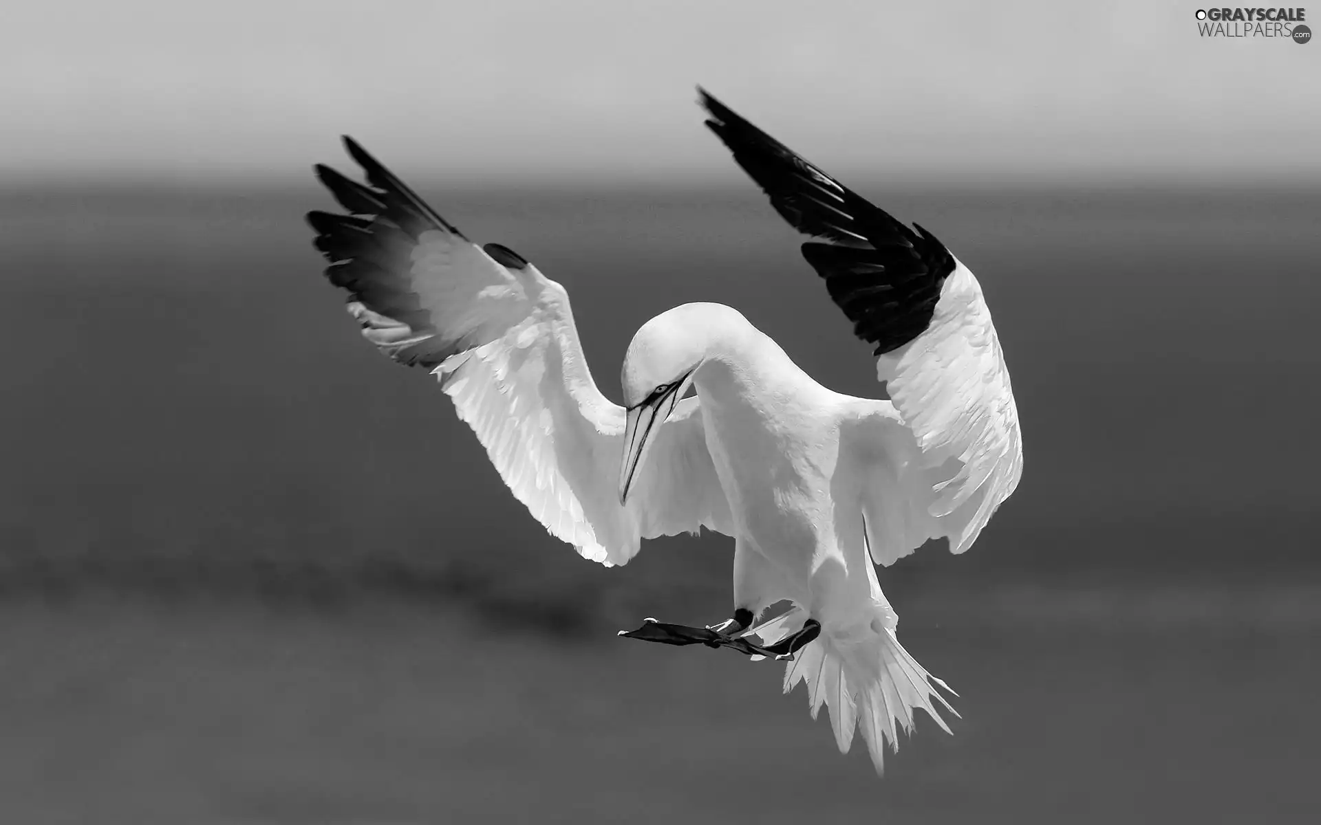 gannet, Australian