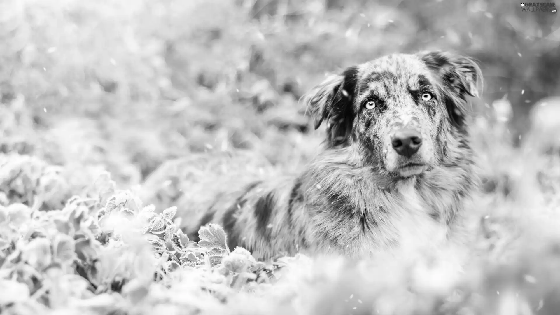 Australian Shepherd, Plants