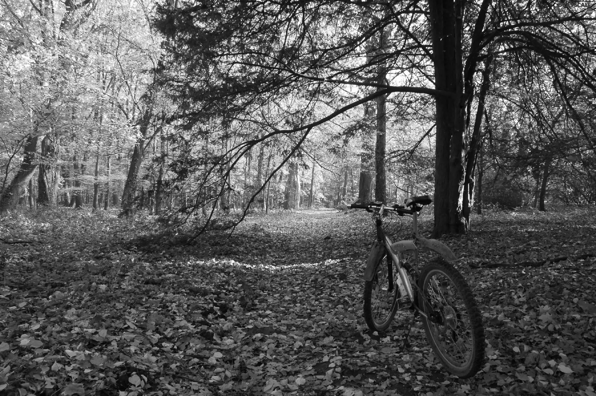 autumn, Bike, trees, viewes, Park