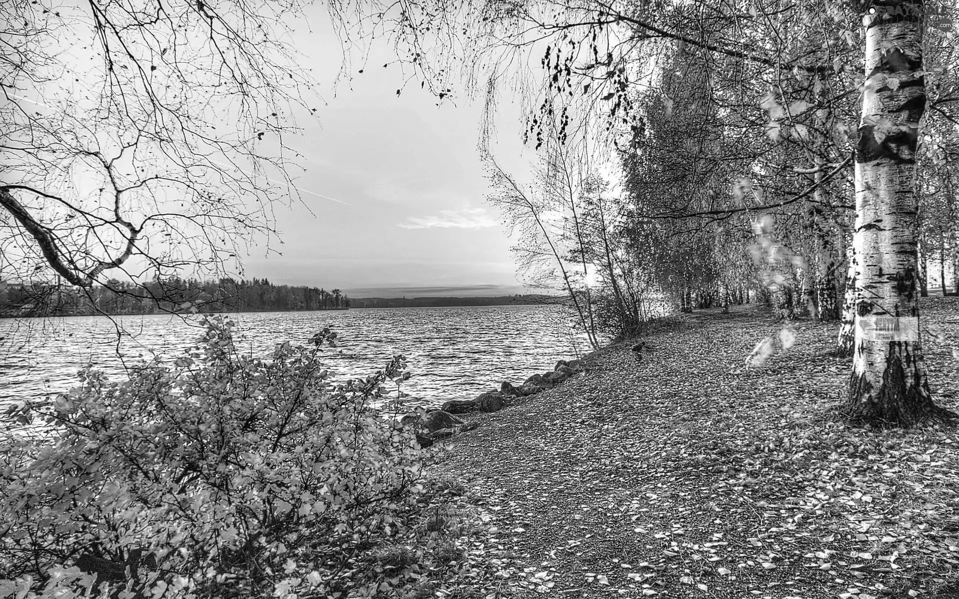 autumn, River, birch