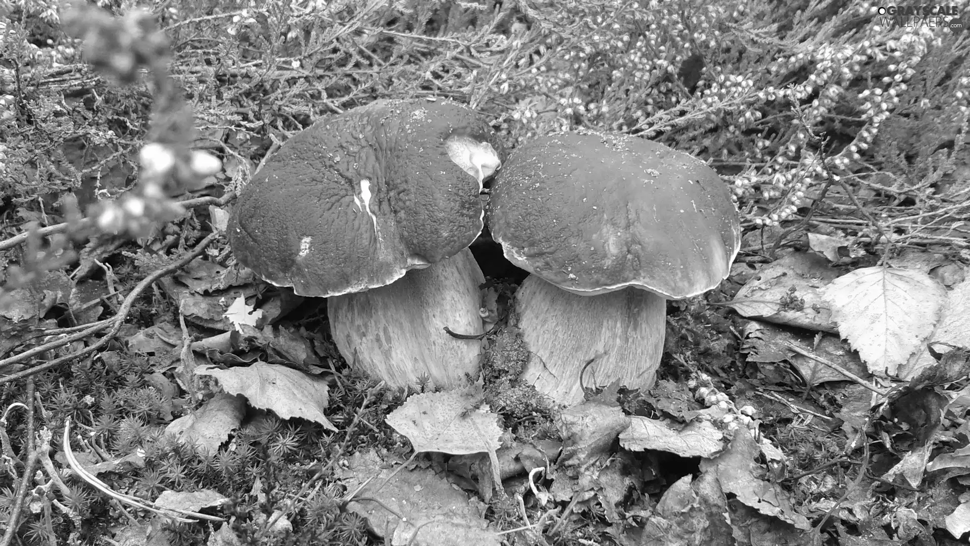 boletus, Leaf, autumn, forest