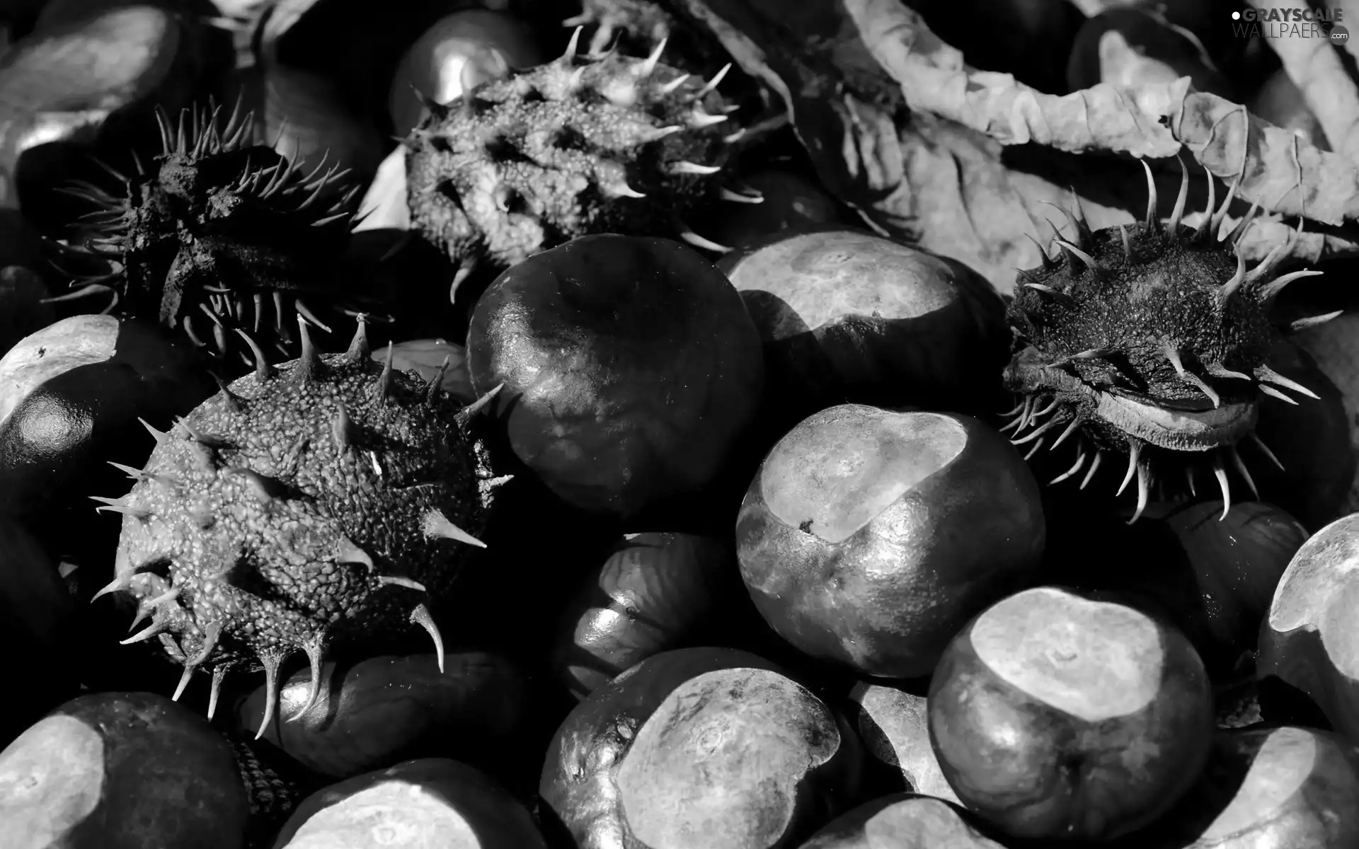 chestnuts, autumn