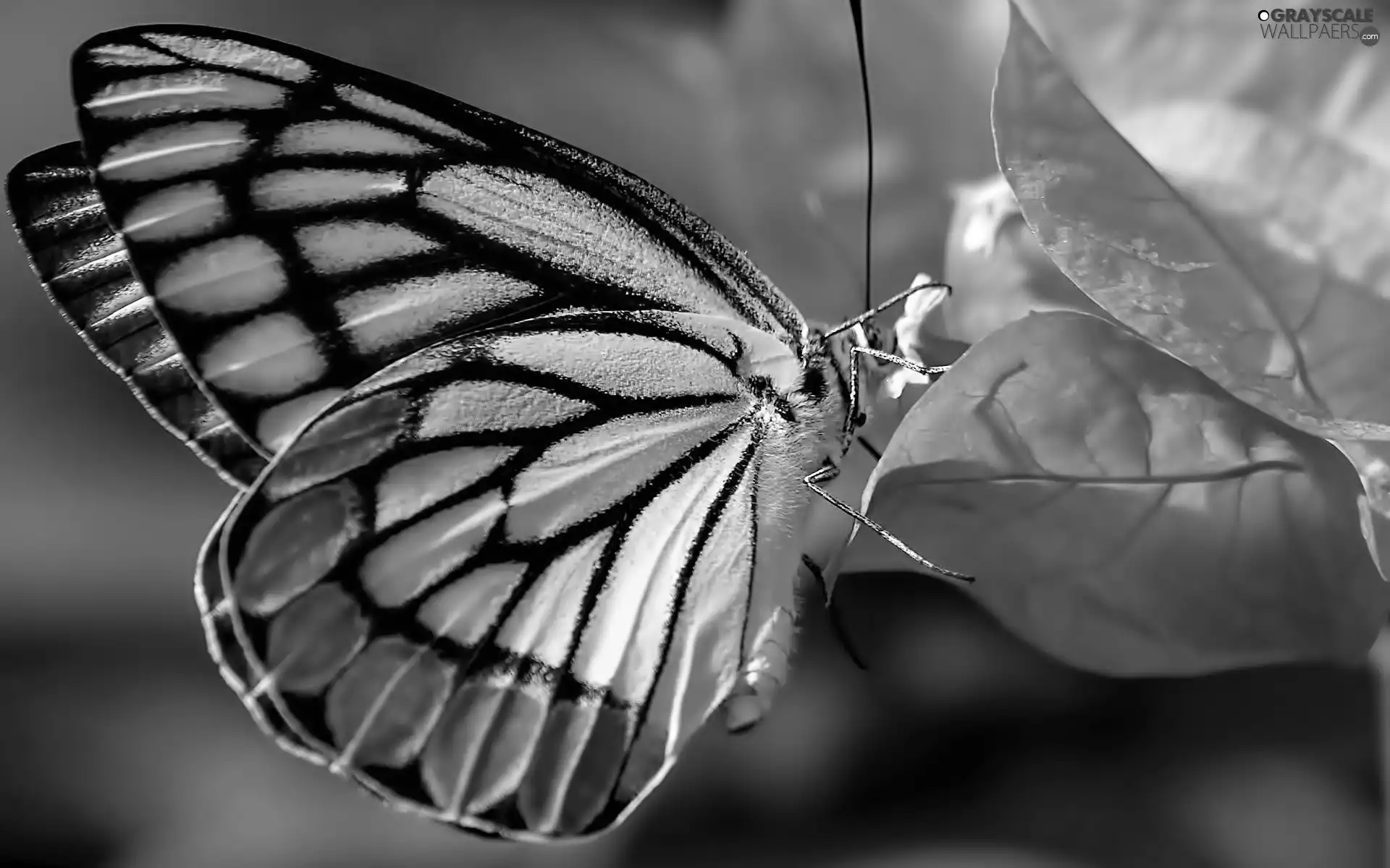 color, leaf, autumn, butterfly