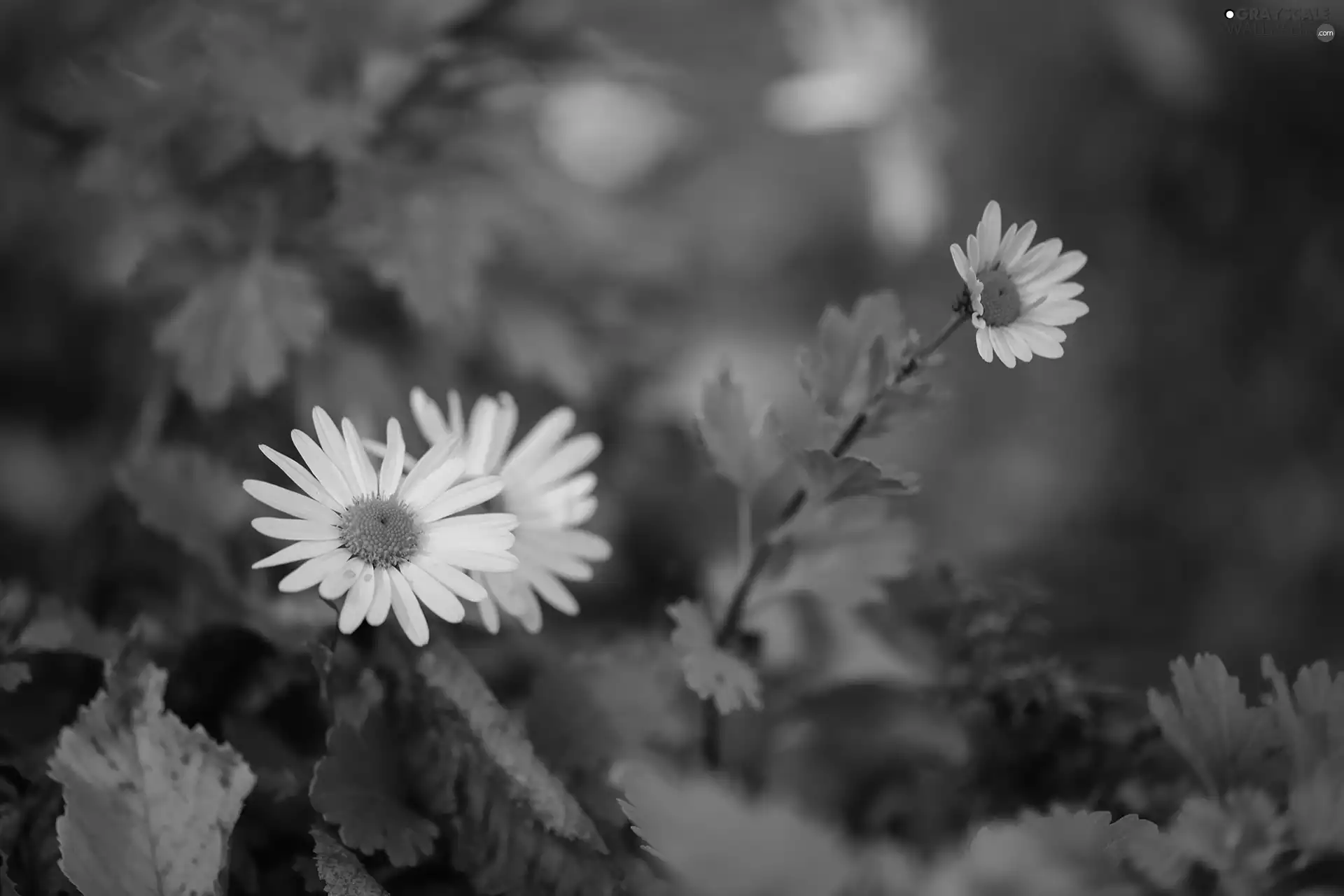 Colourfull Flowers, Aster, Autumn