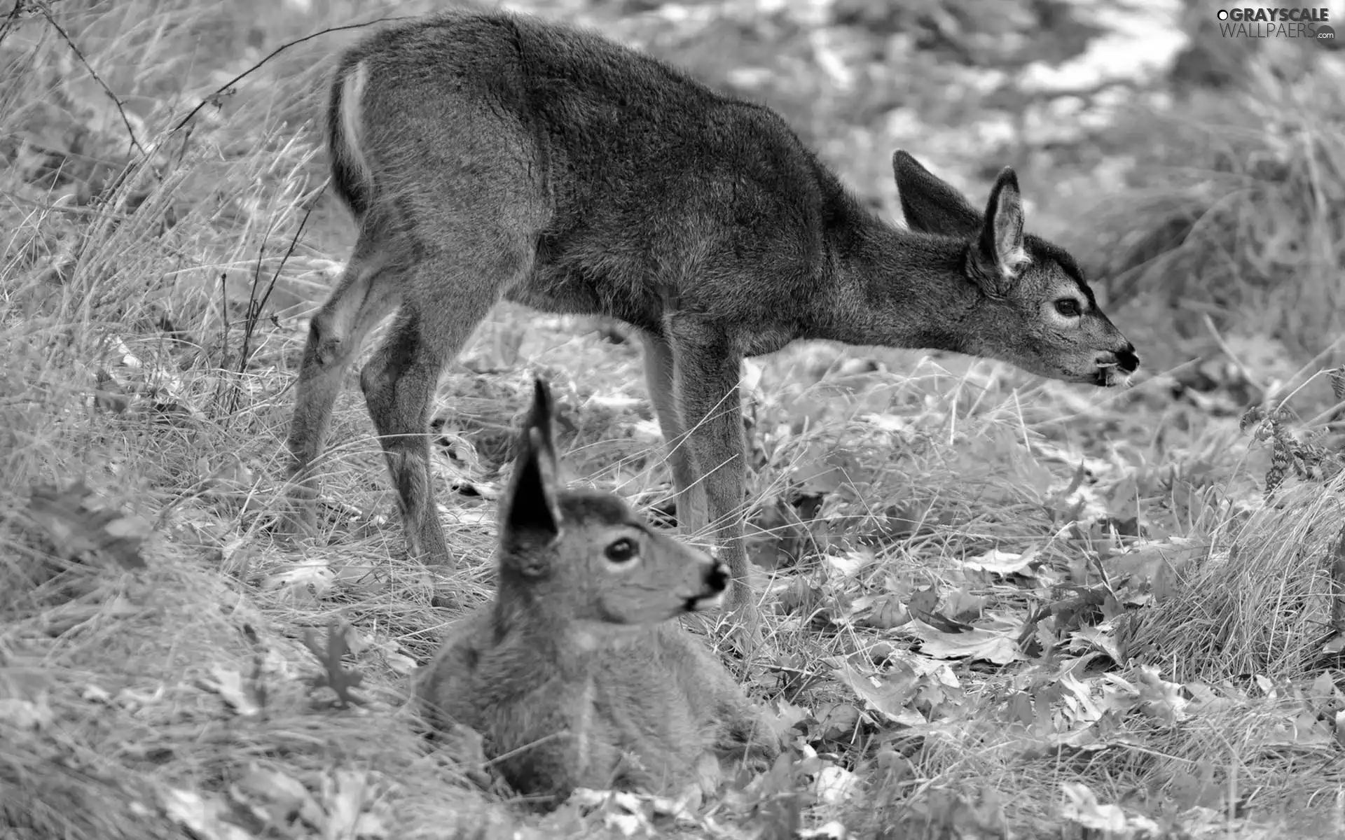 deer, grass, autumn, Leaf